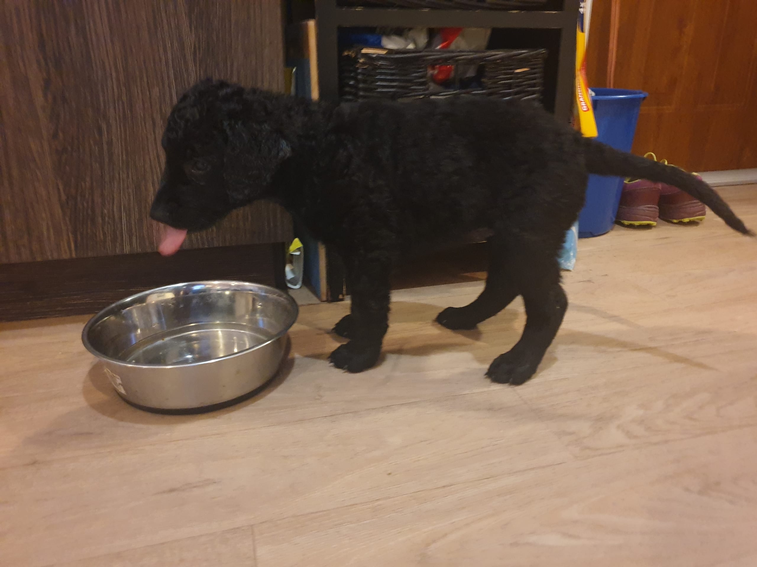Curly coated retriever