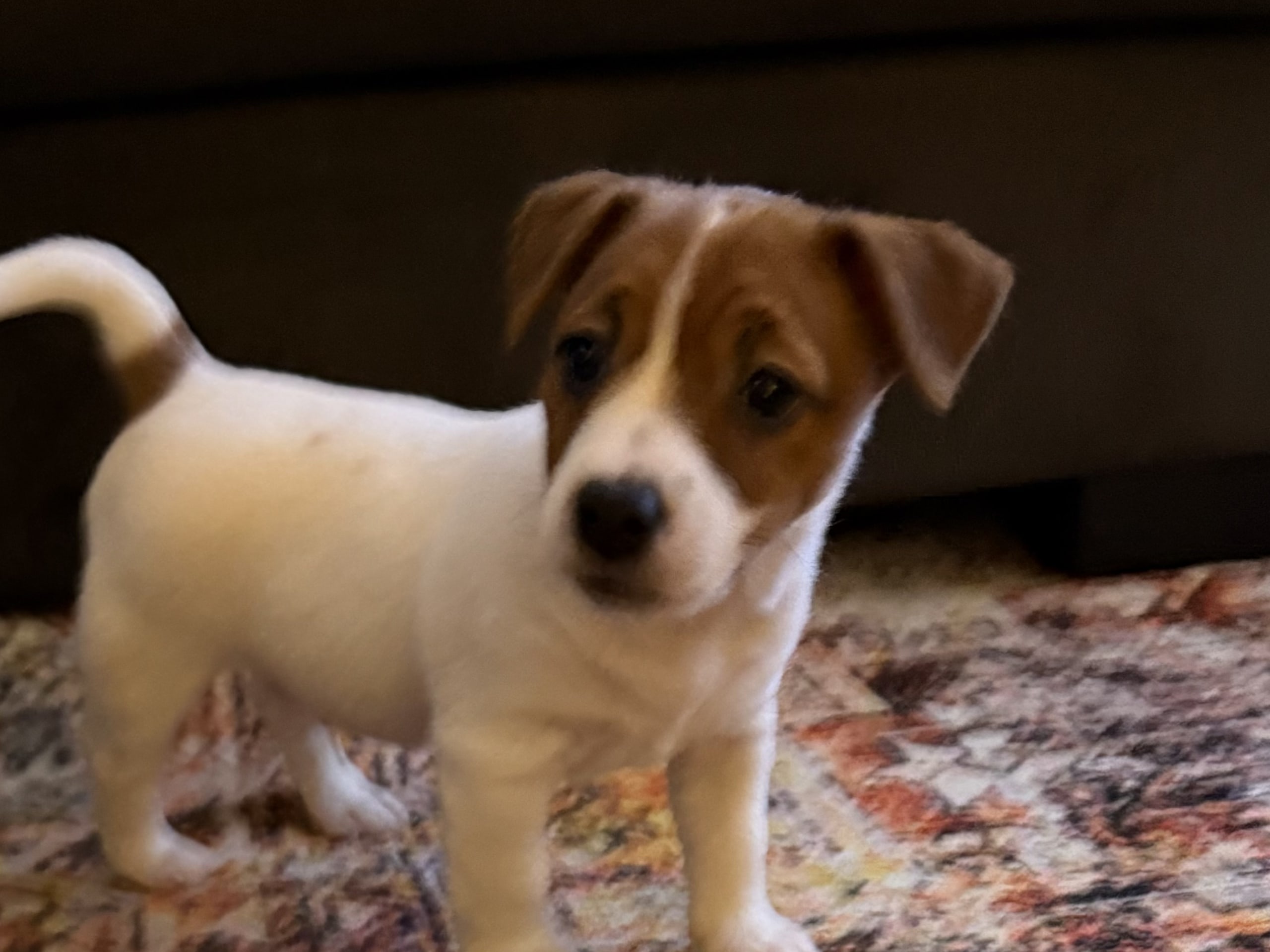 Jack russell terrier