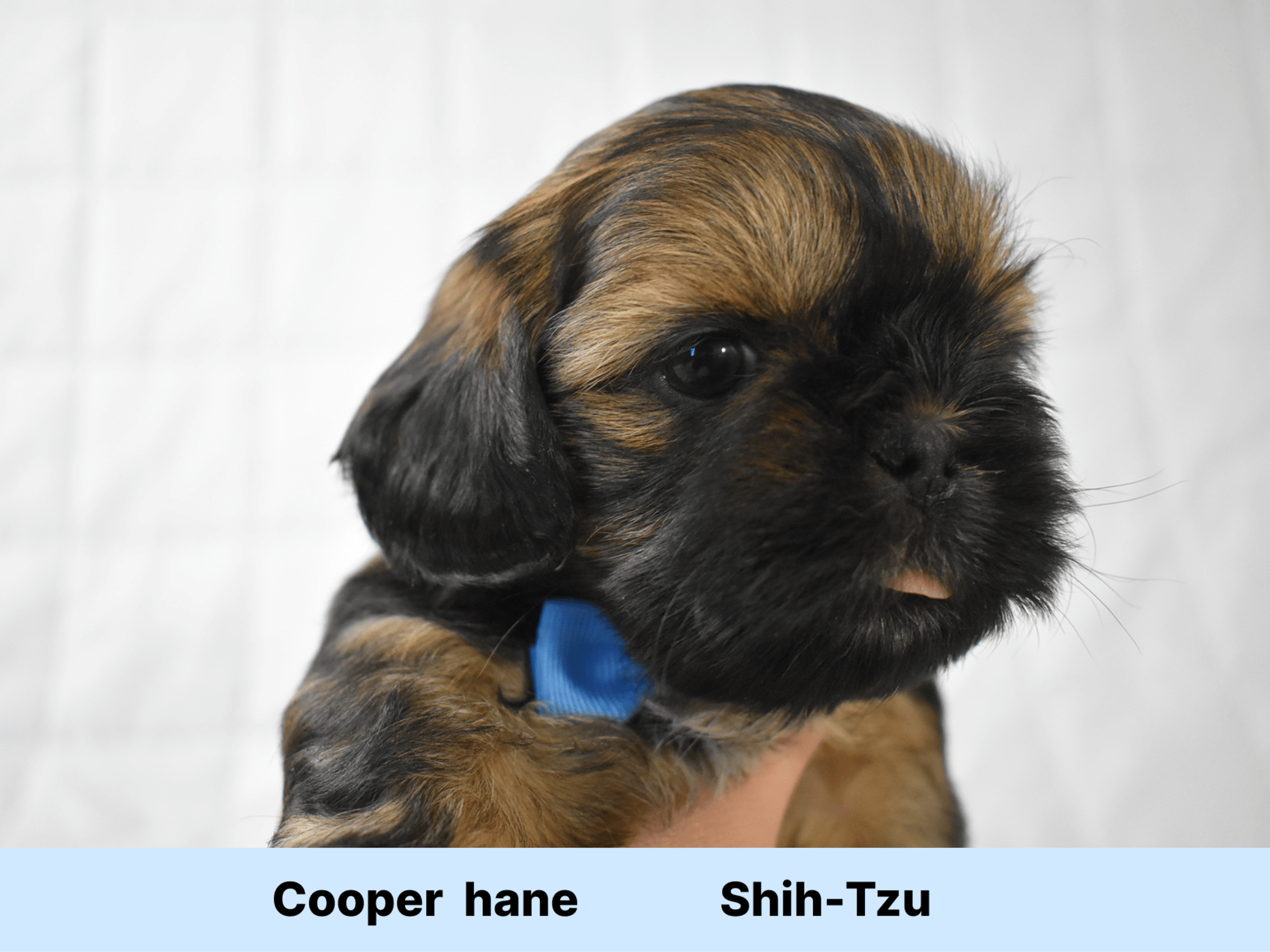 Shih tzu