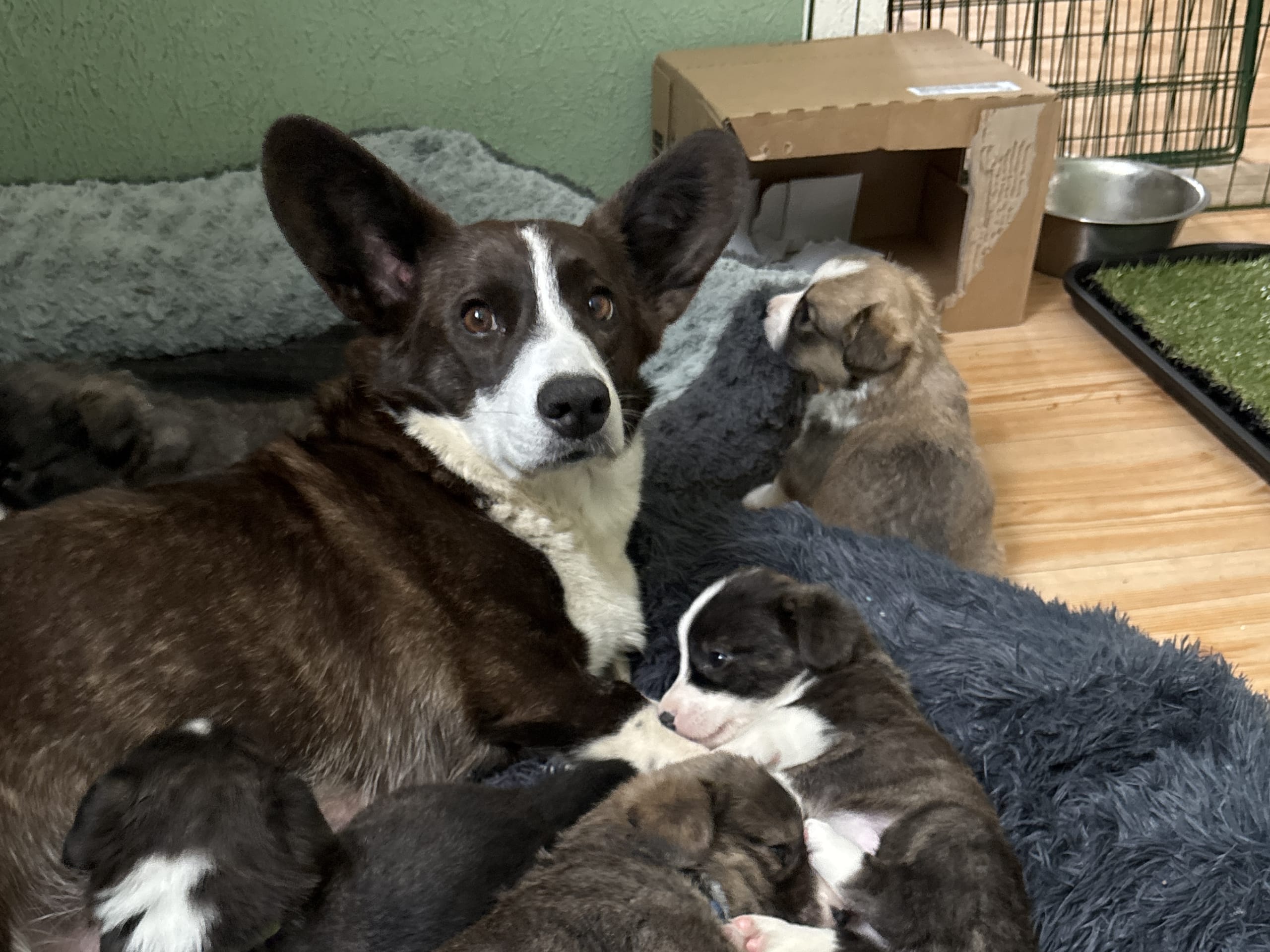 Welsh corgi cardigan