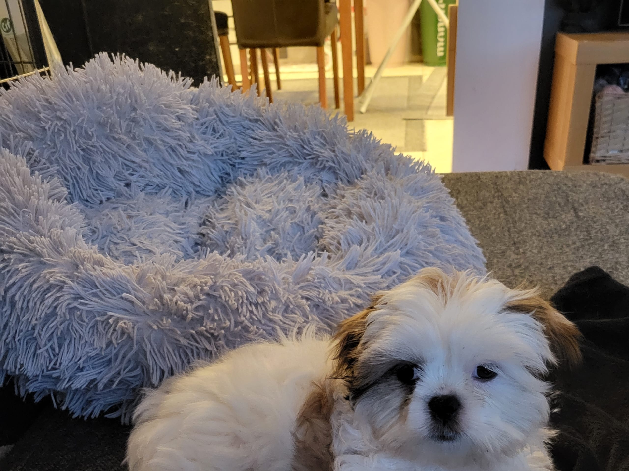 Blandras · 2025-09-11 · Ljungbyhed · My Sweet Monster