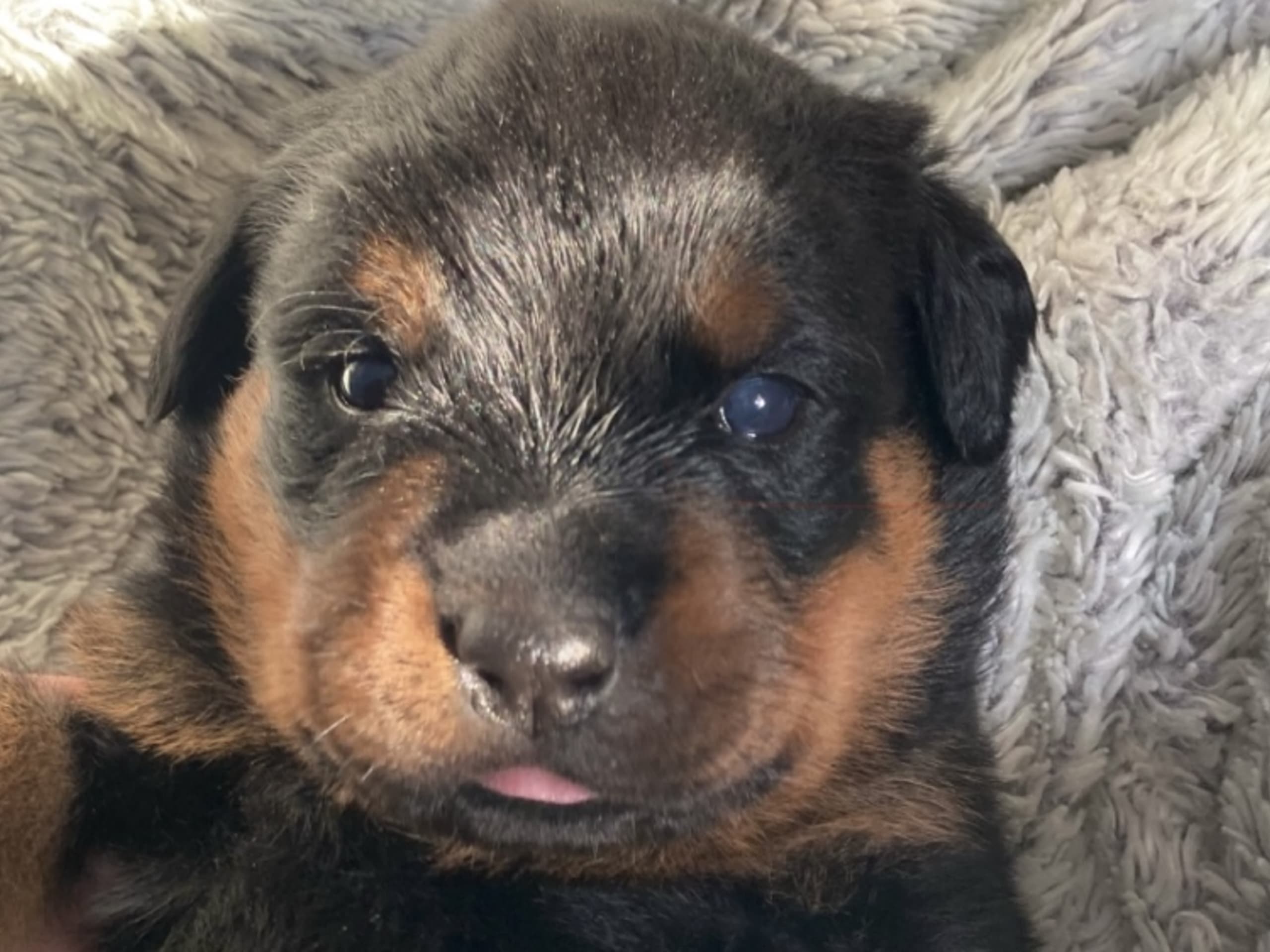 Rottweiler