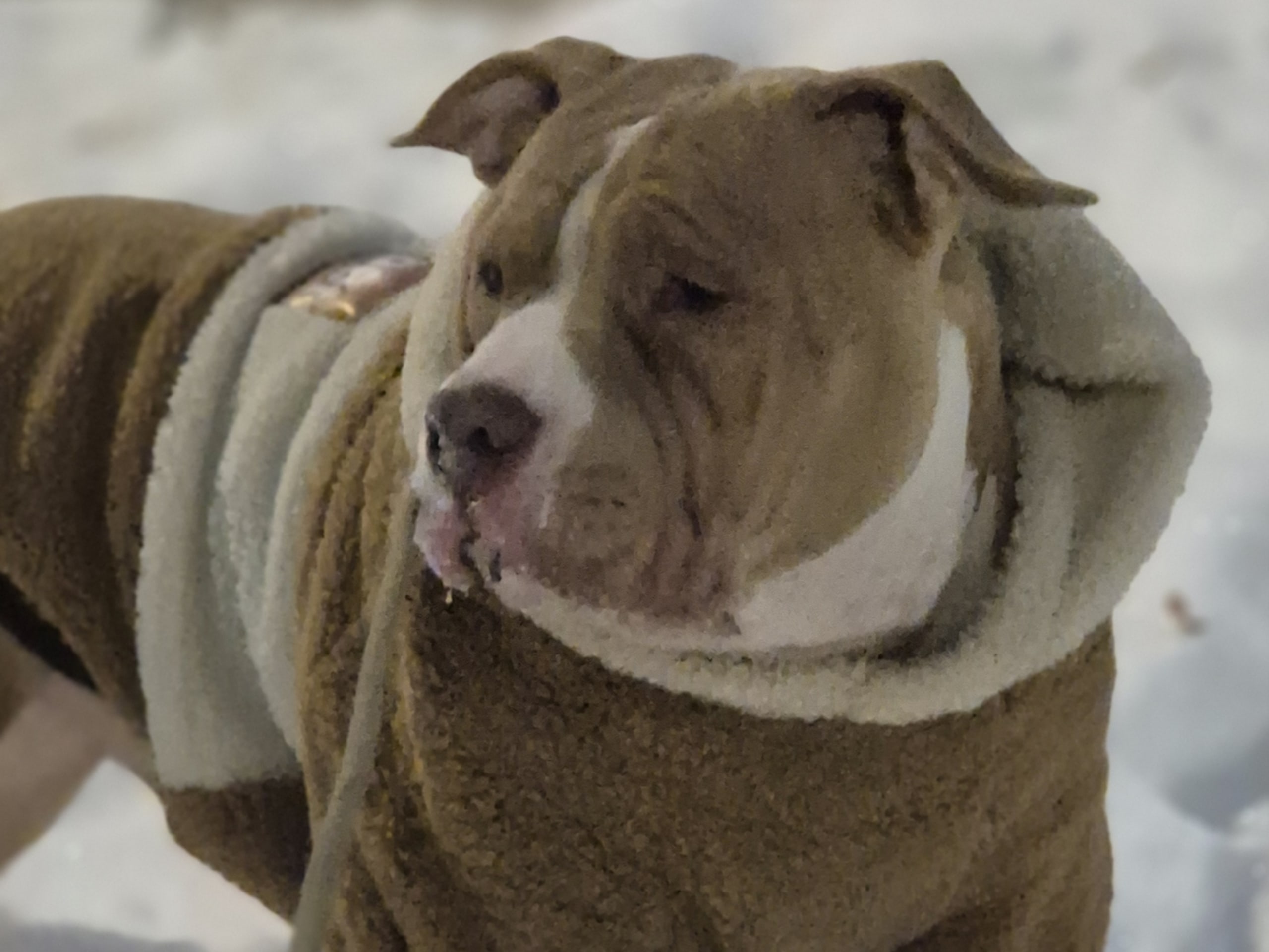 American bully · 2025-06-09 · Norrköping · Jonathan B.