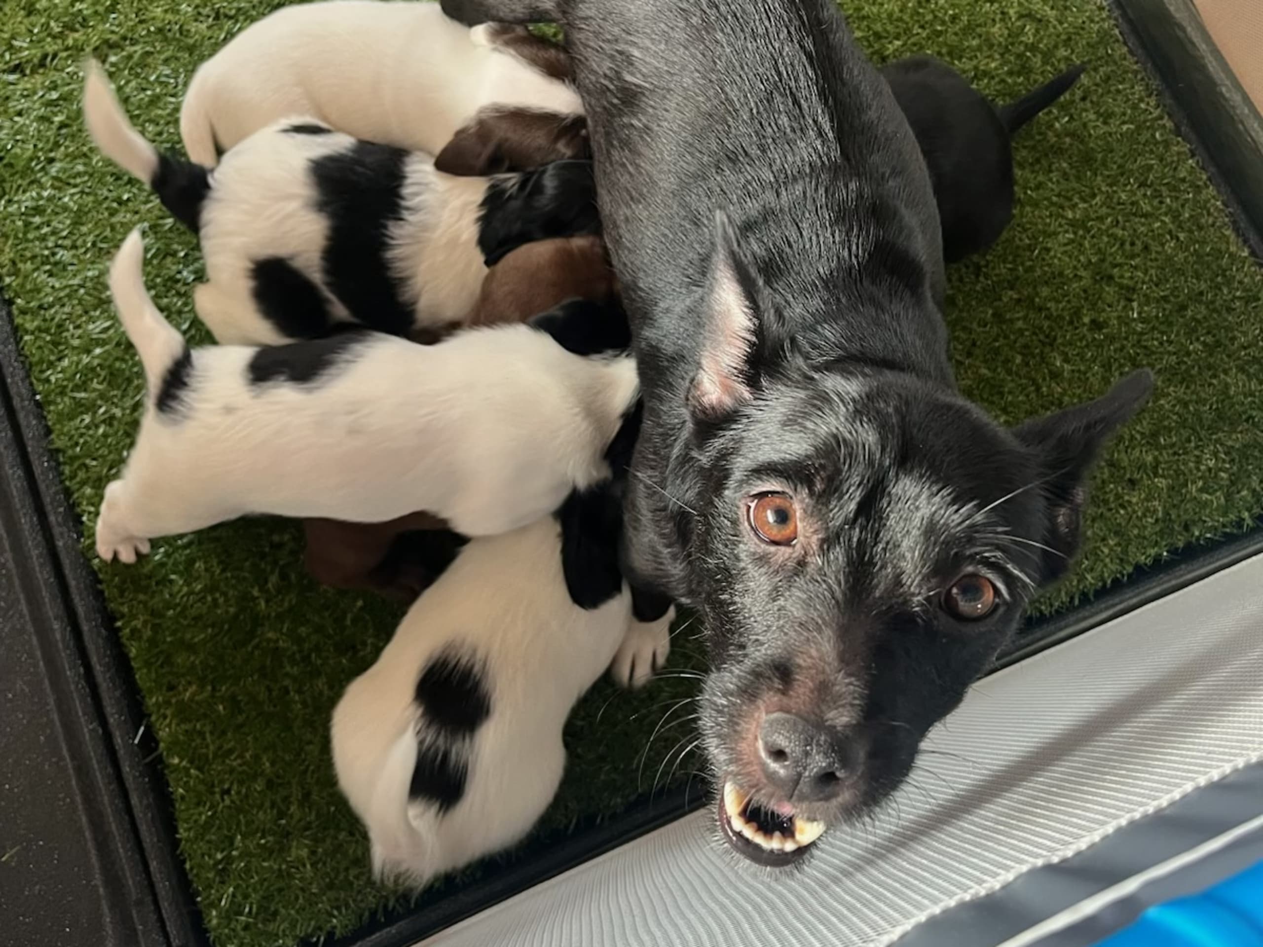 Cocker Jack · 2026-02-03 · Motala · Elin F.