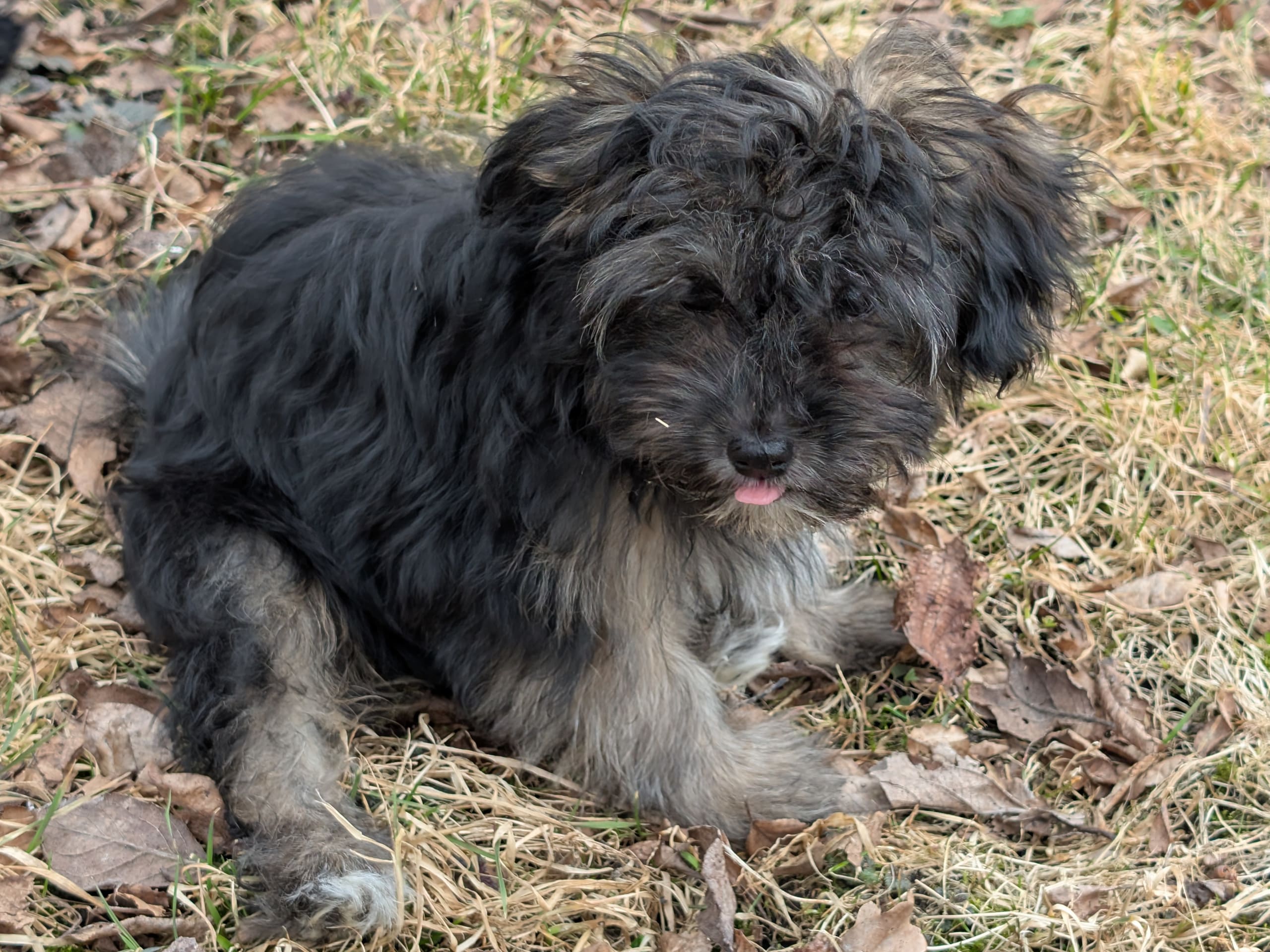 papillonmix · 2025-12-04 · Hälleforsnäs · Lena A.