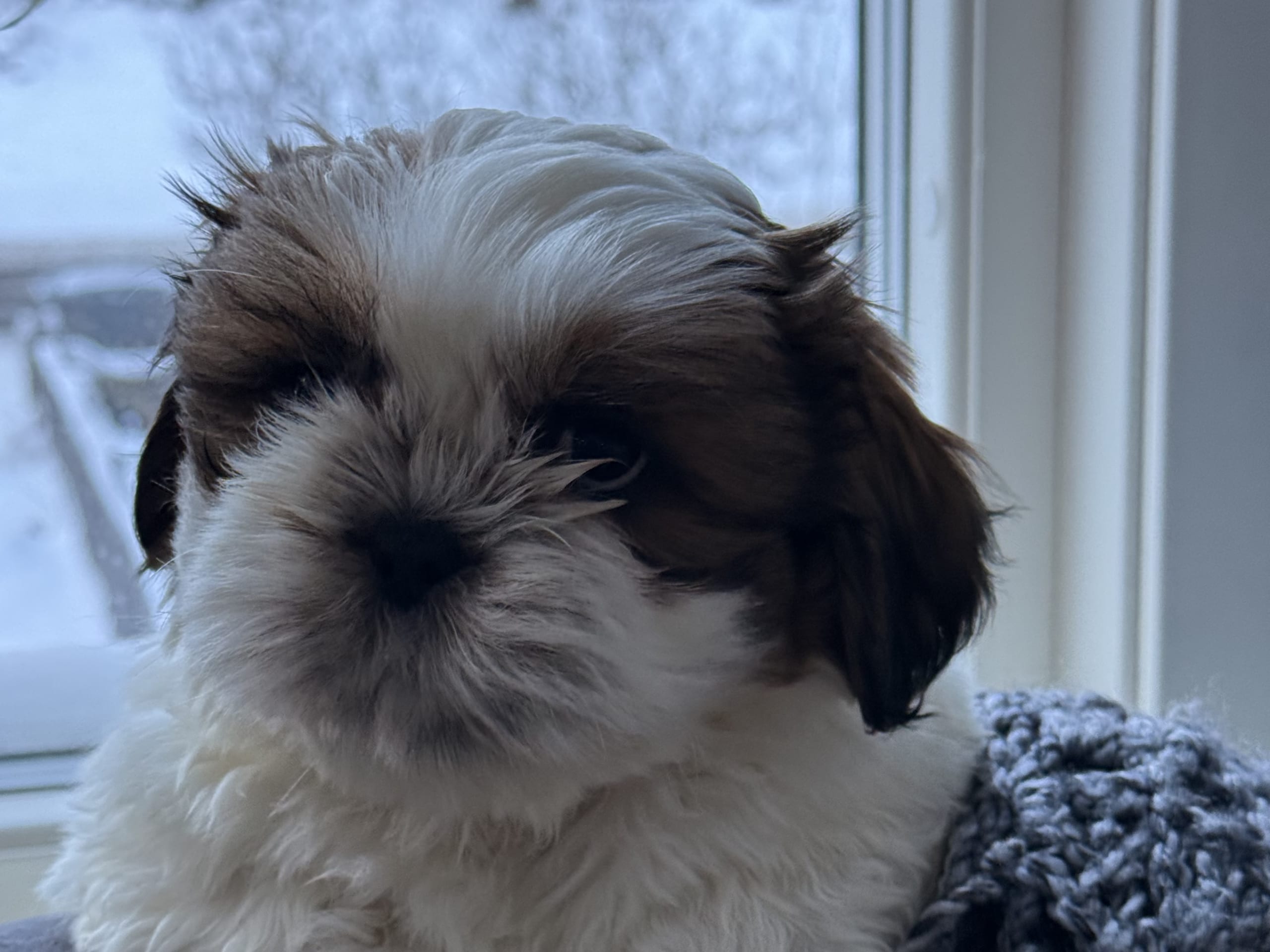 Shih tzu