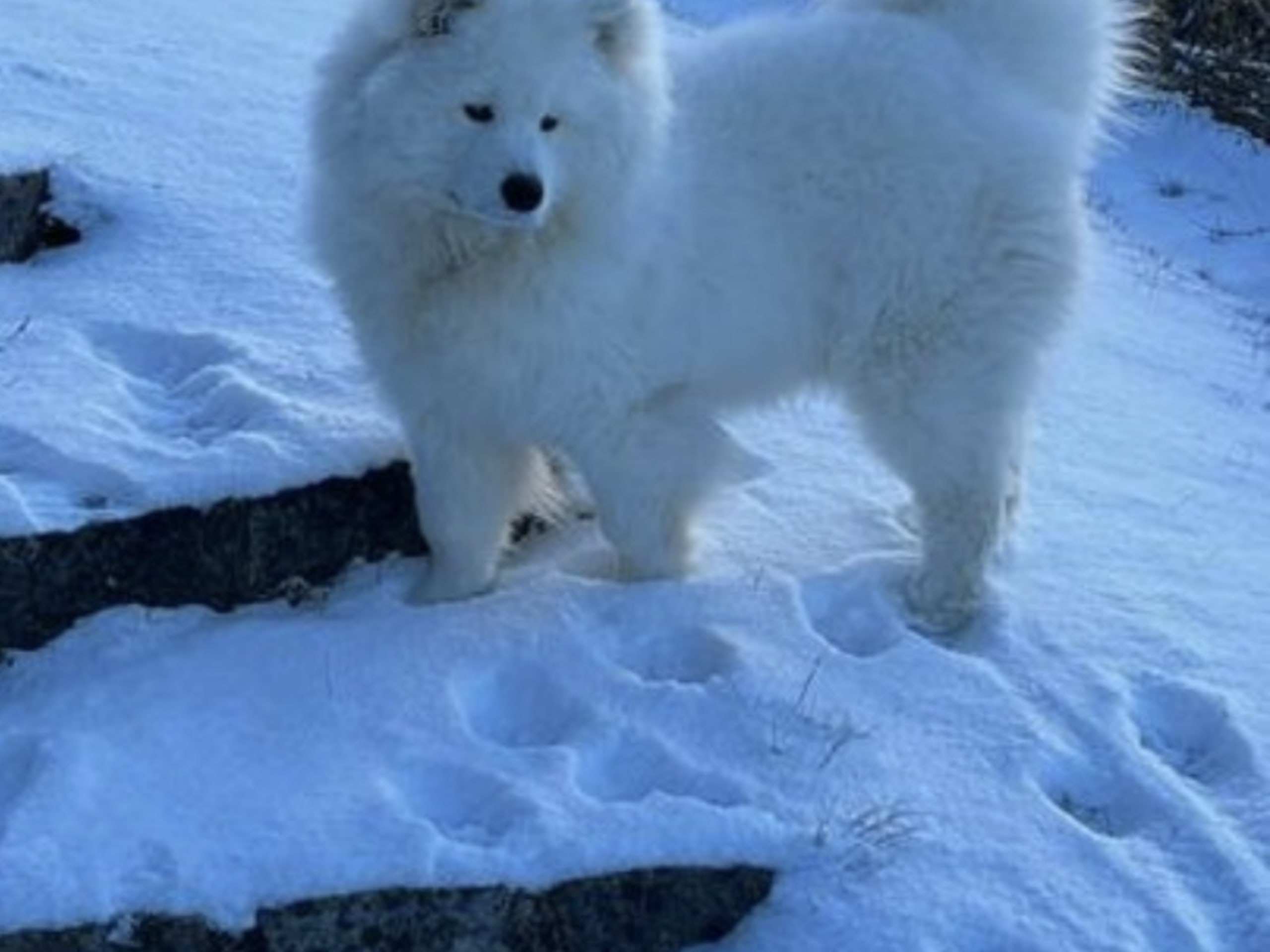 Samojedhund
