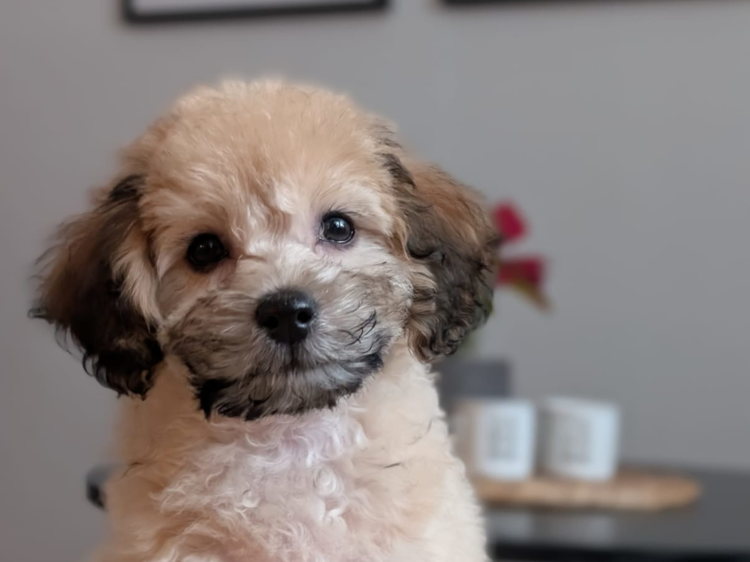 Havapoo · 2025-10-28 · Ösmo · My B.