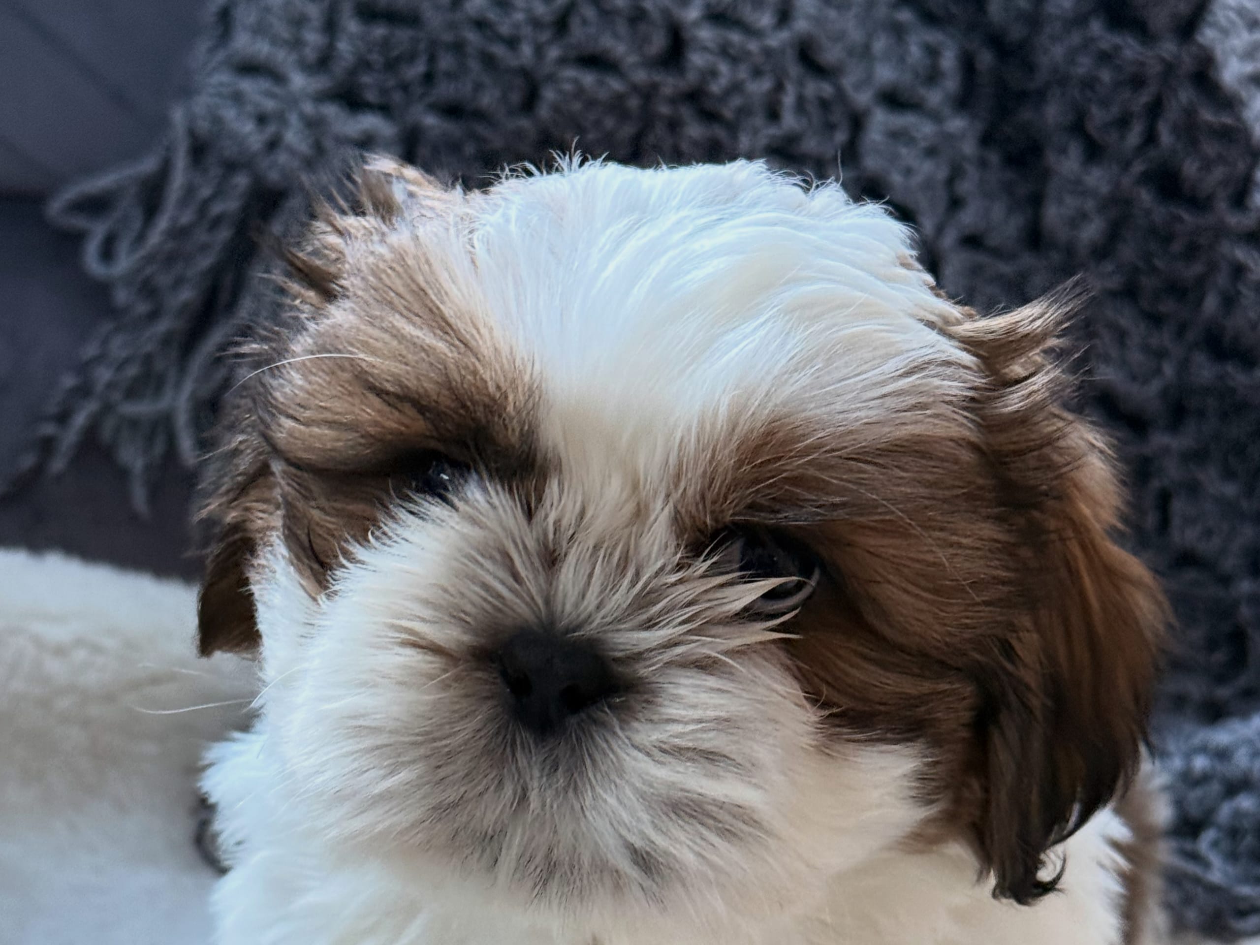 Shih tzu