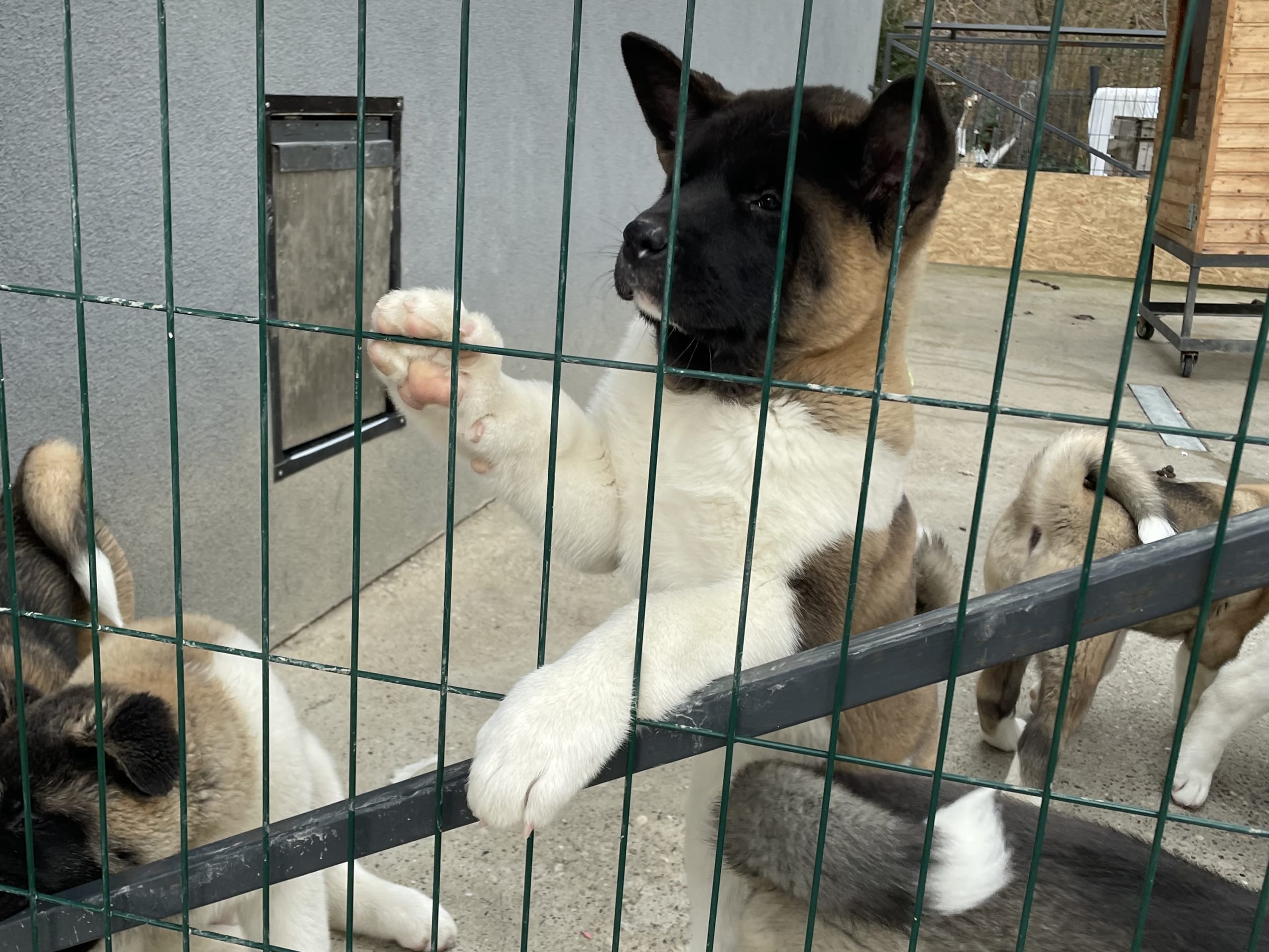 American akita