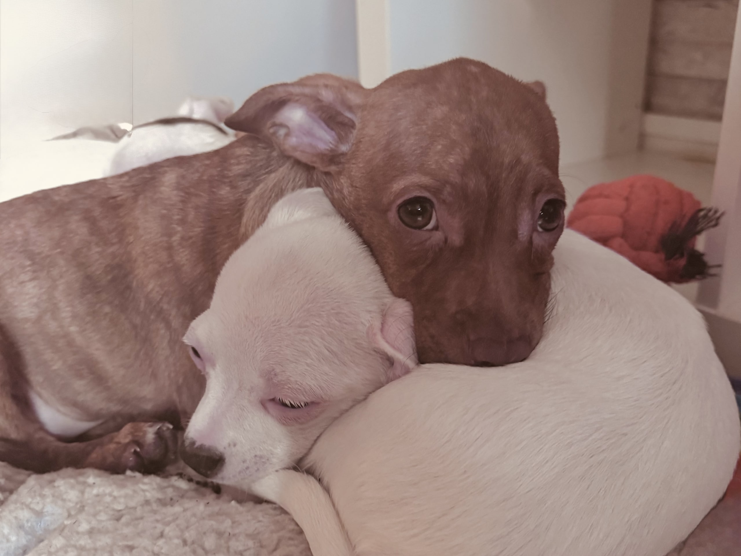 Chihuahua/Amrican bully · 2025-11-11 · Trosa · Anette S.