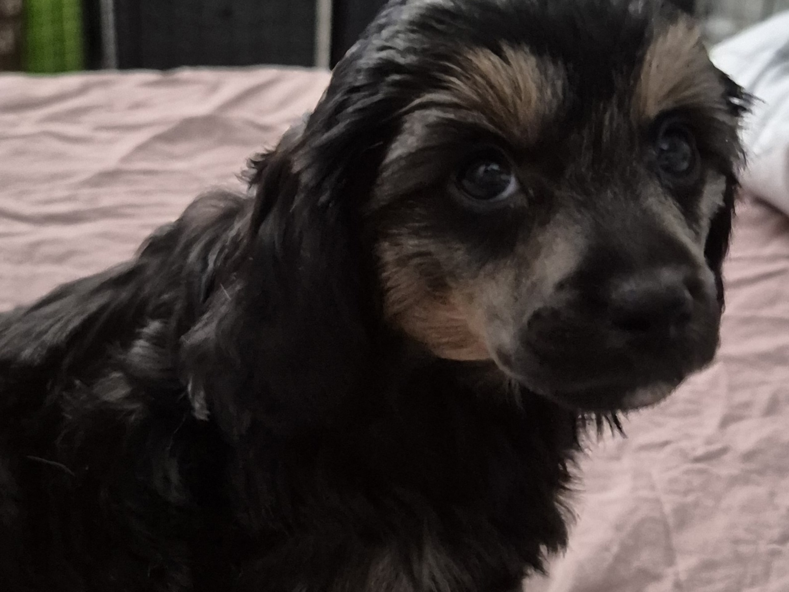 Cresterpoo · 2025-12-12 · Vara · Viktoria S.