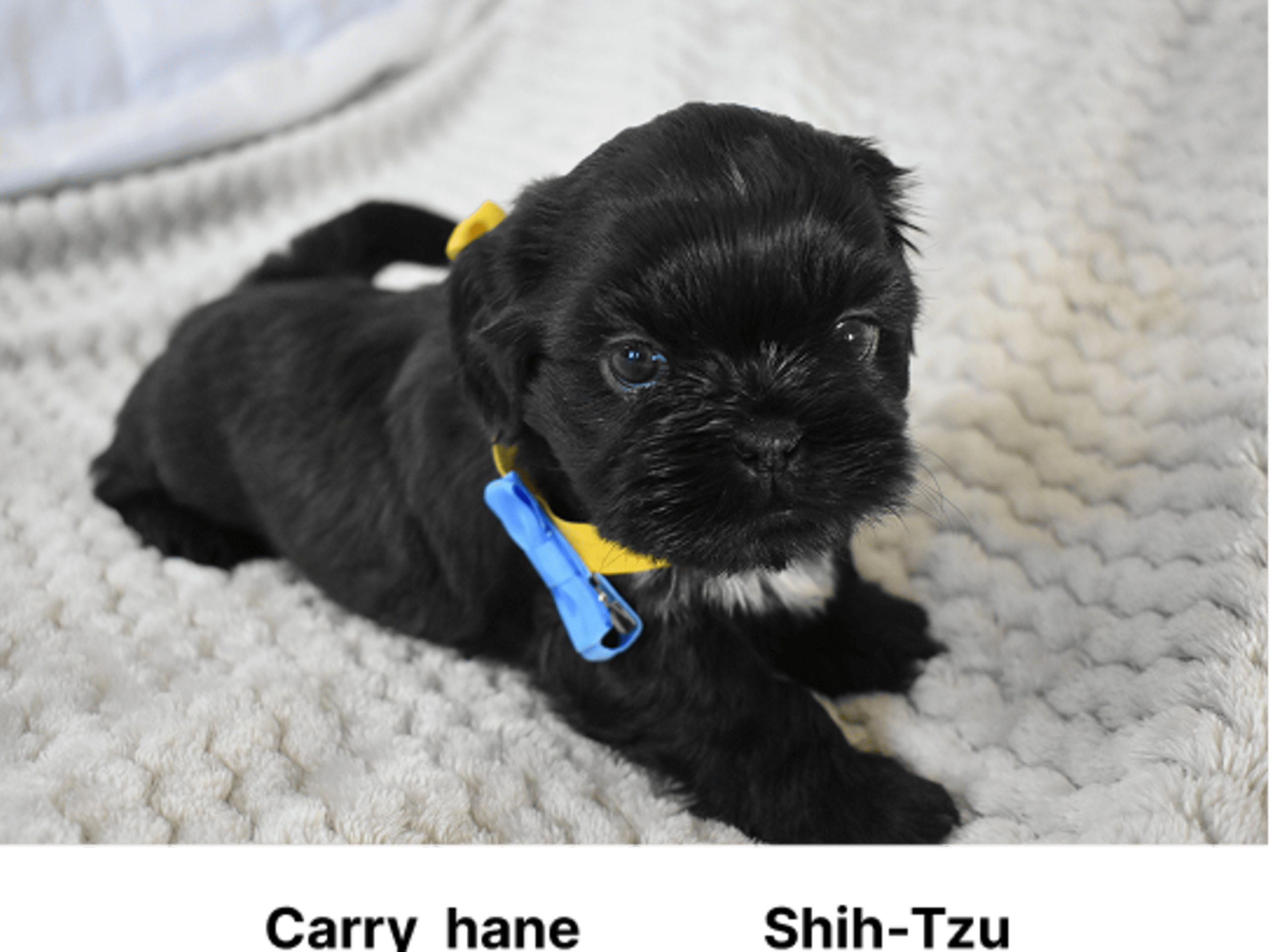 Shih tzu