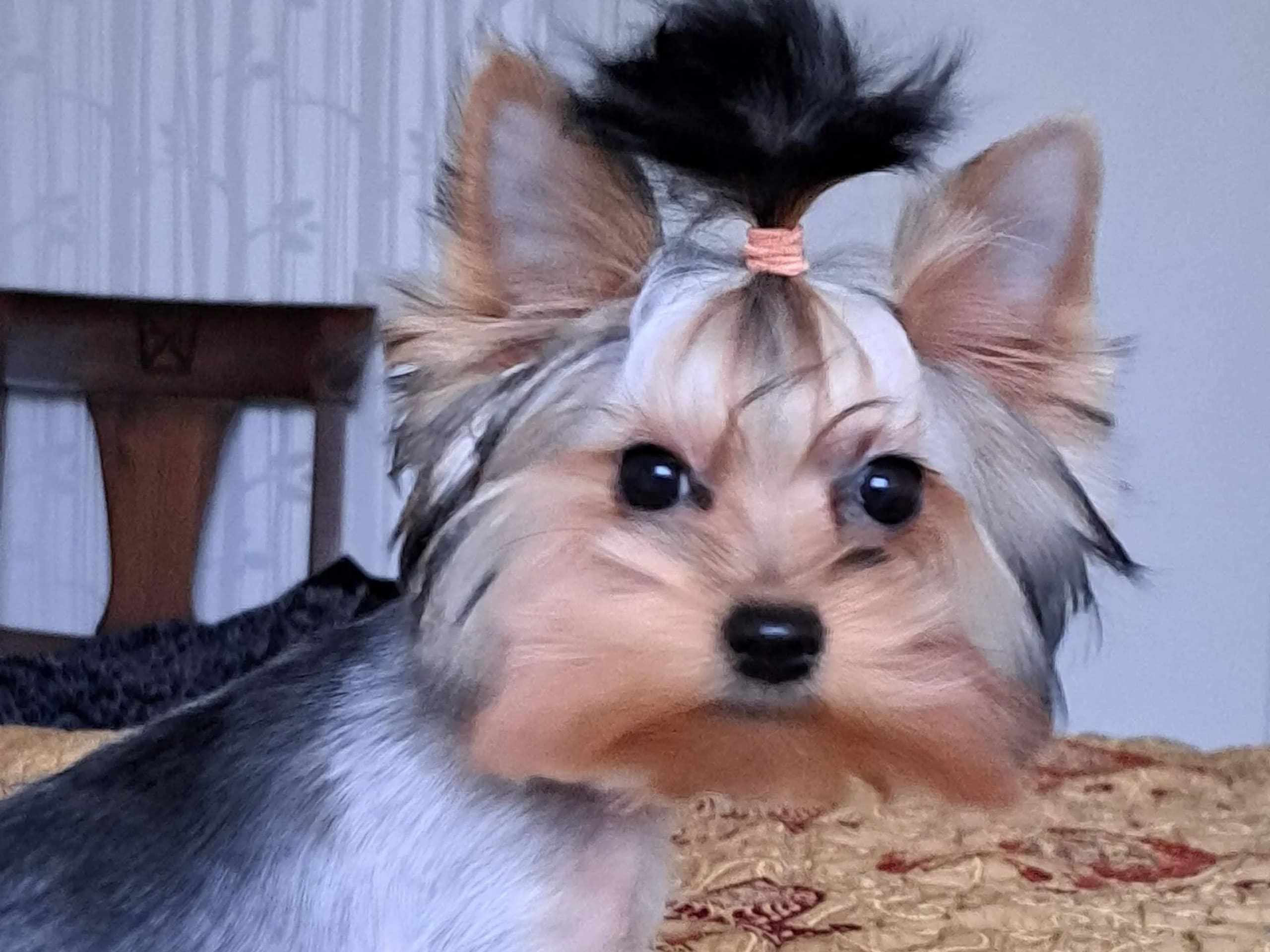 Yorkshireterrier · 2025-09-17 · Märsta · Donna of Parys