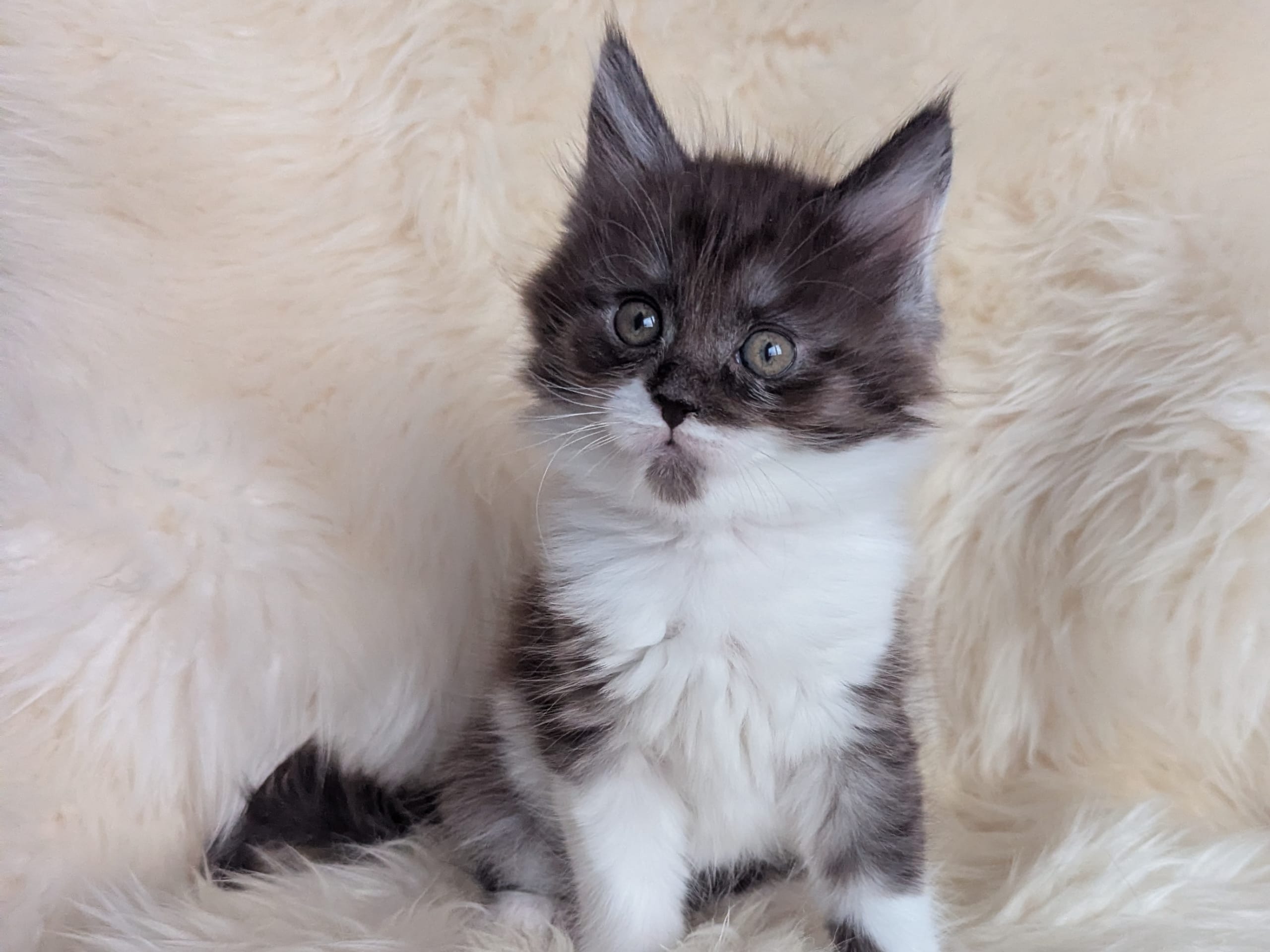 Maine Coon · 2025-12-30 · Alingsås · Månskenstassen's