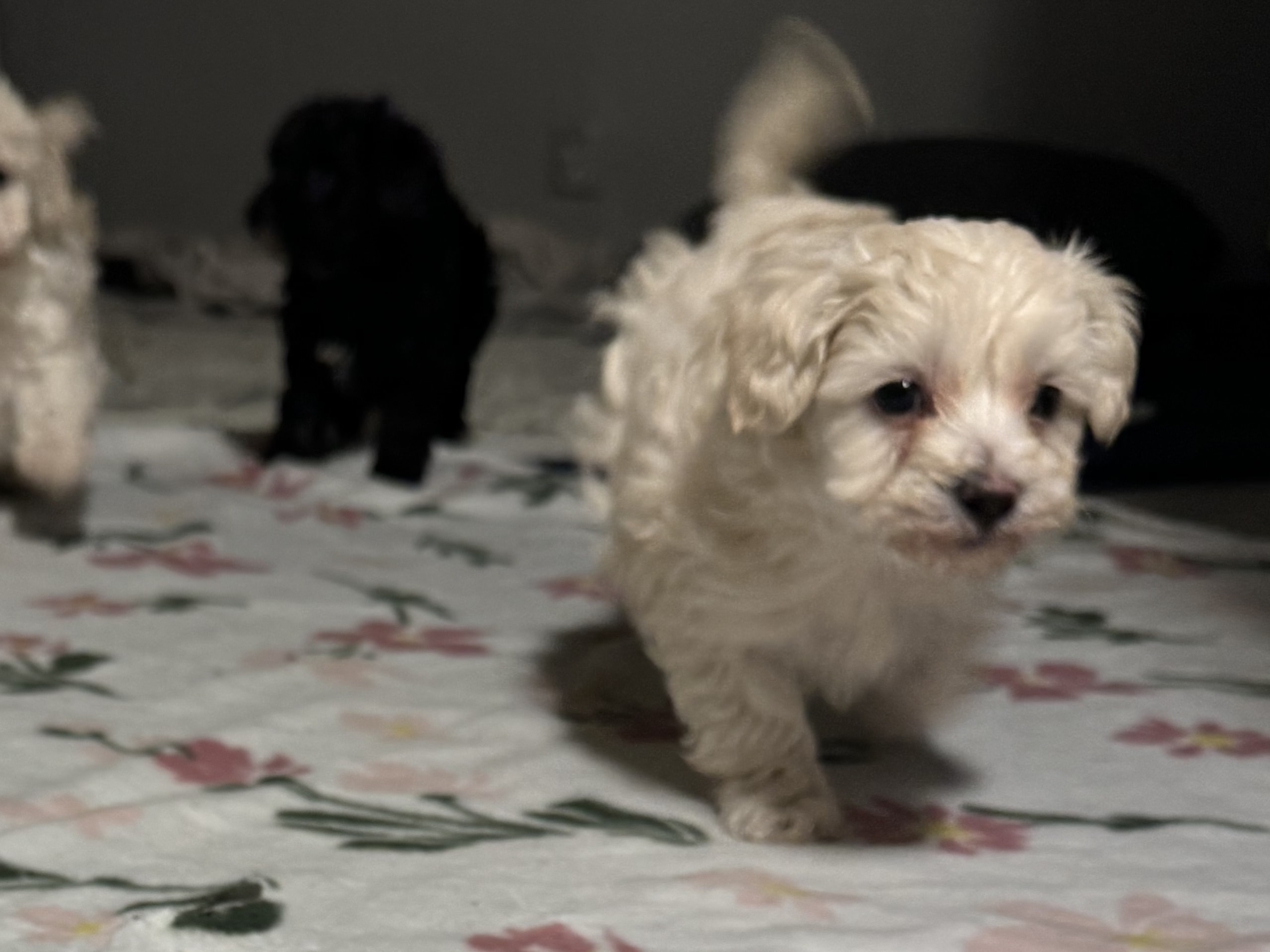 Maltipoo