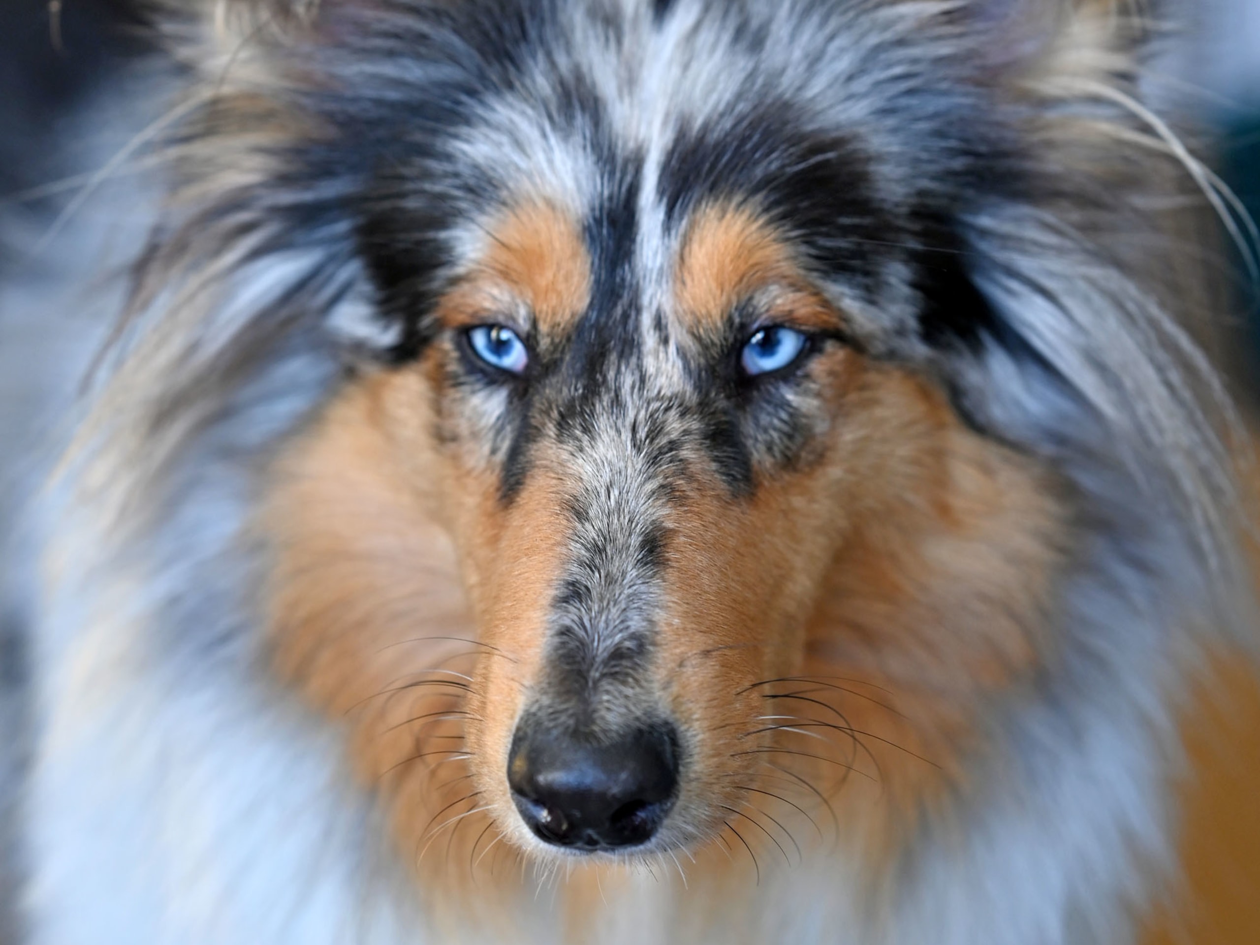 Lolliedoodle · 2026-05-10 · Gårdsjö · Devzdoodle