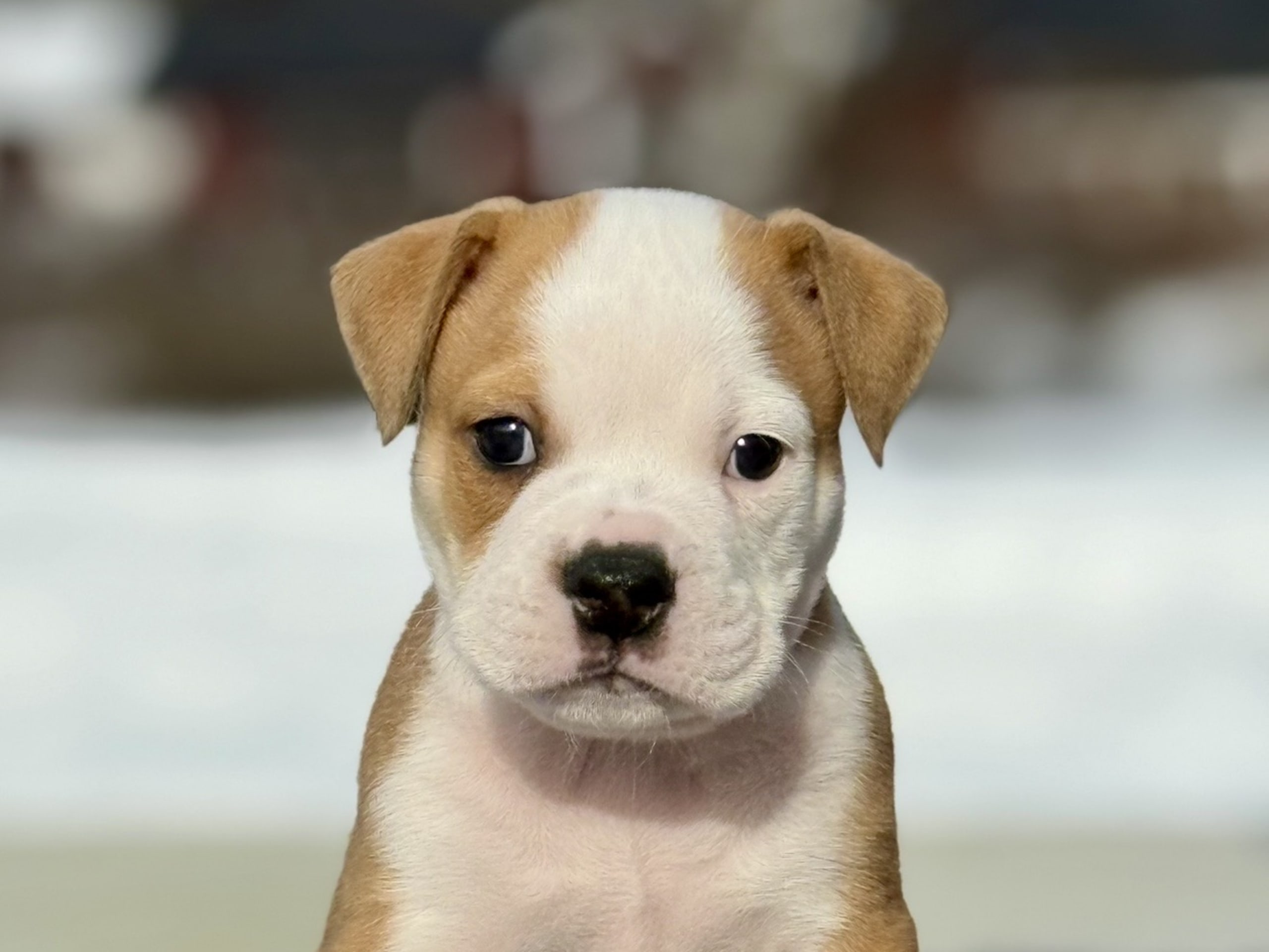 Continental Bulldog · 2026-02-08 · Boden · Bayogoulas