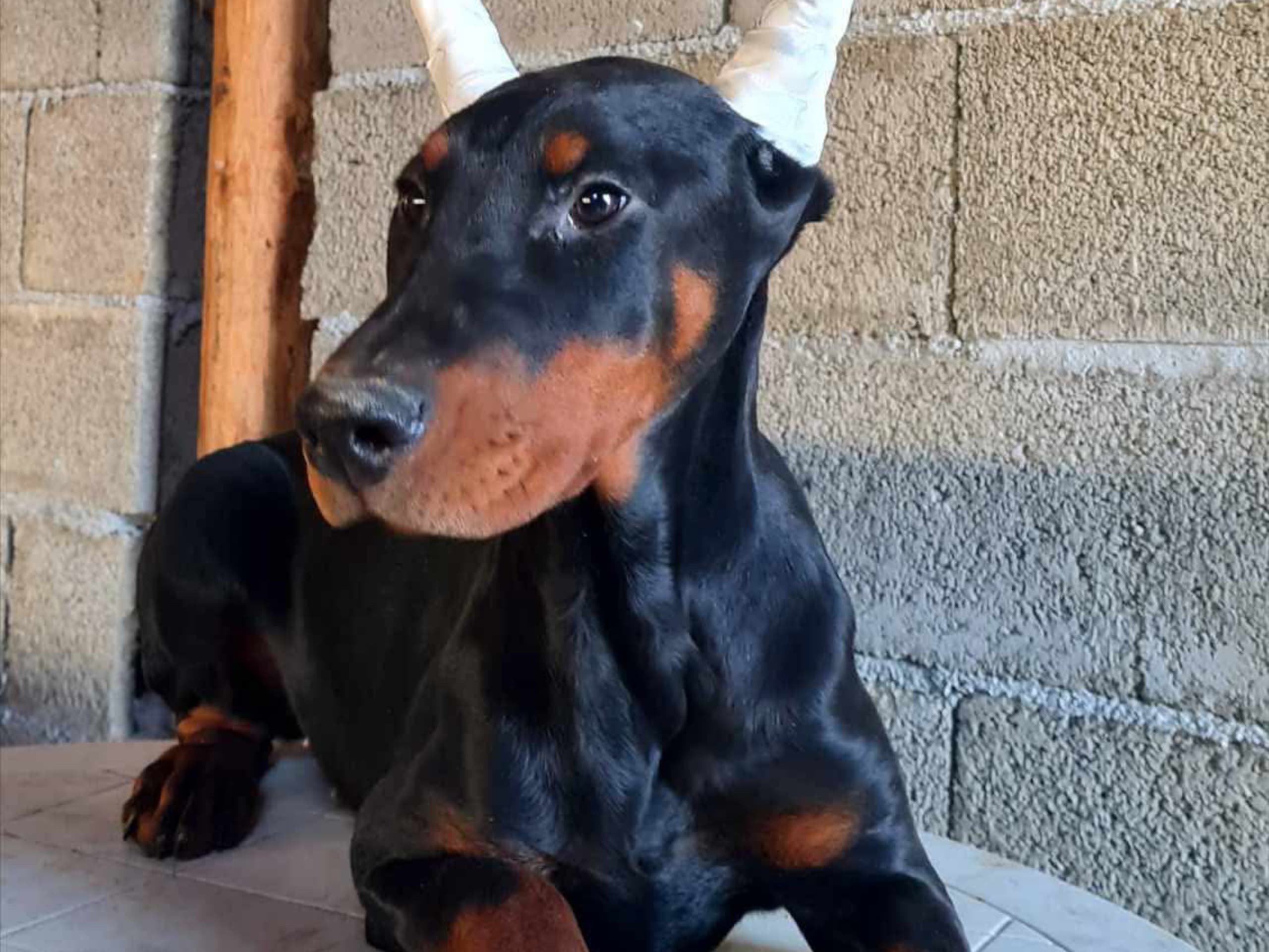 Dobermann