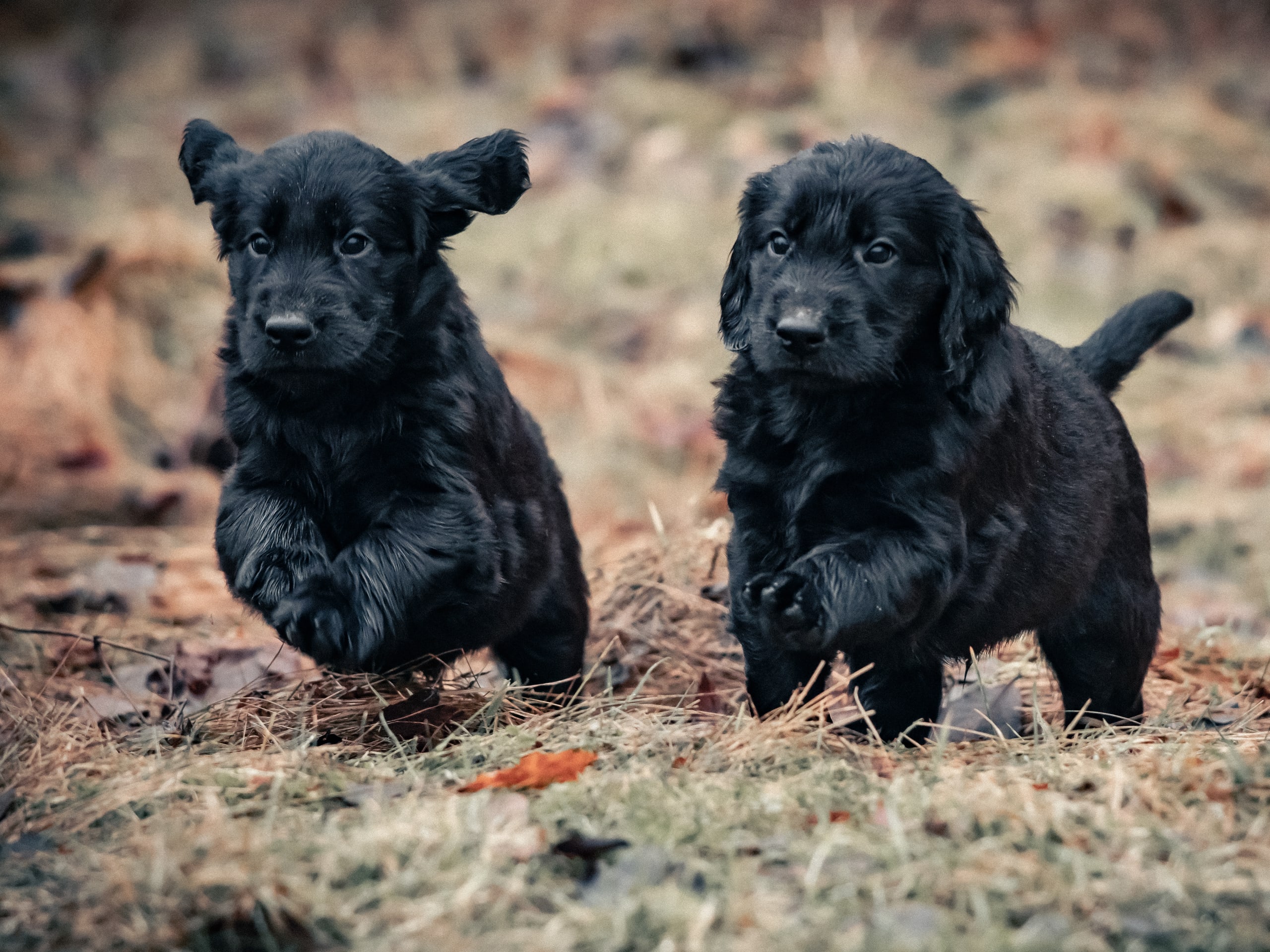 Flatcoated retriever