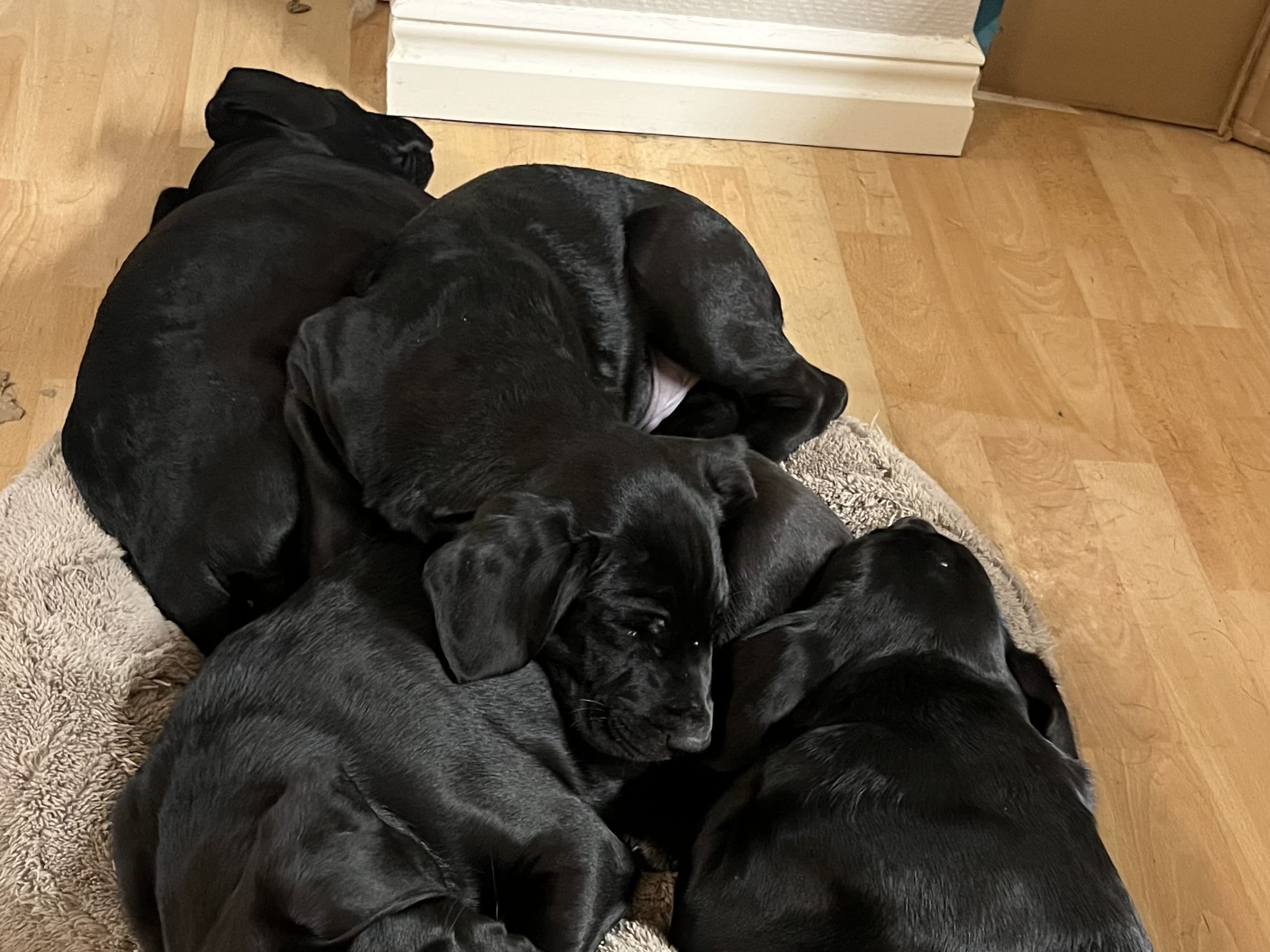 Blandras · 2025-12-07 · Frillesås · Weronika Z.