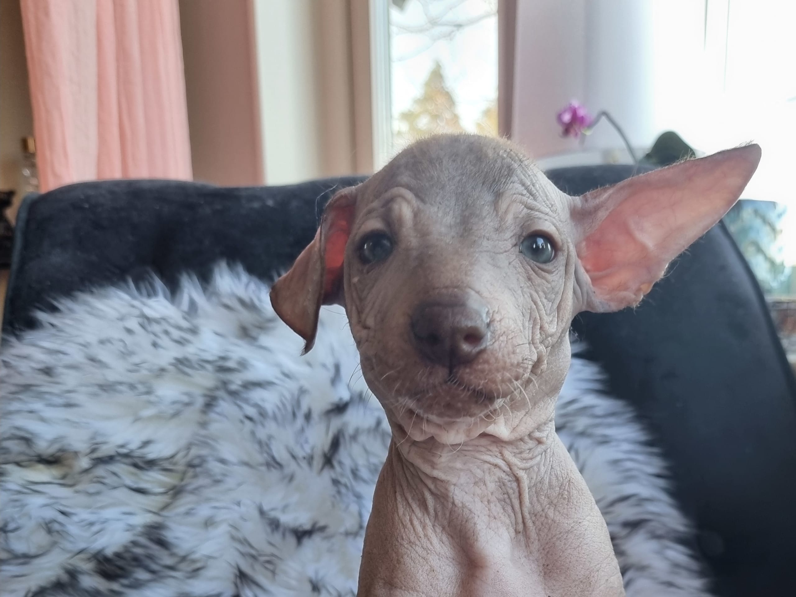 Xoloitzcuintle