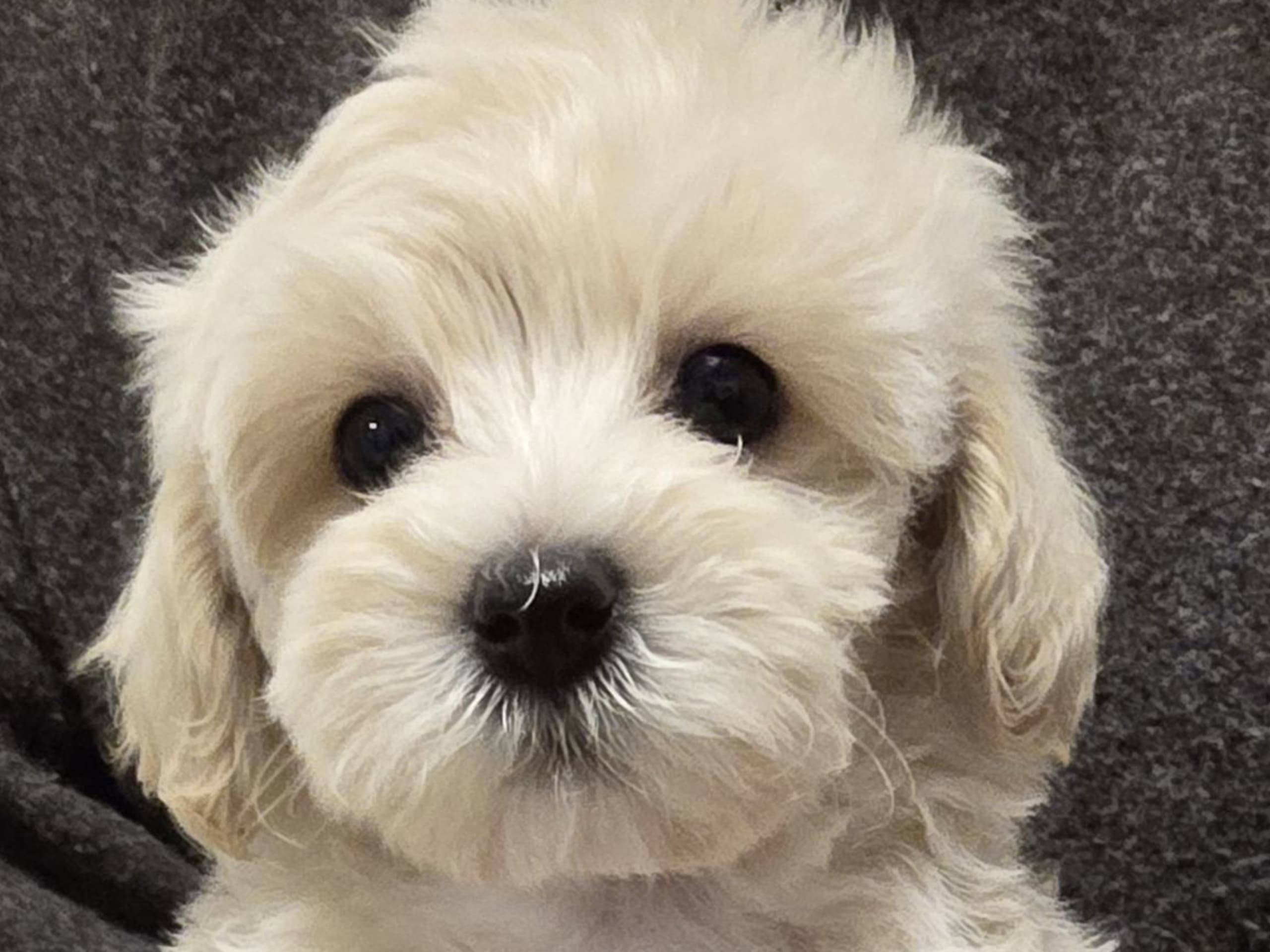 Maltipoo