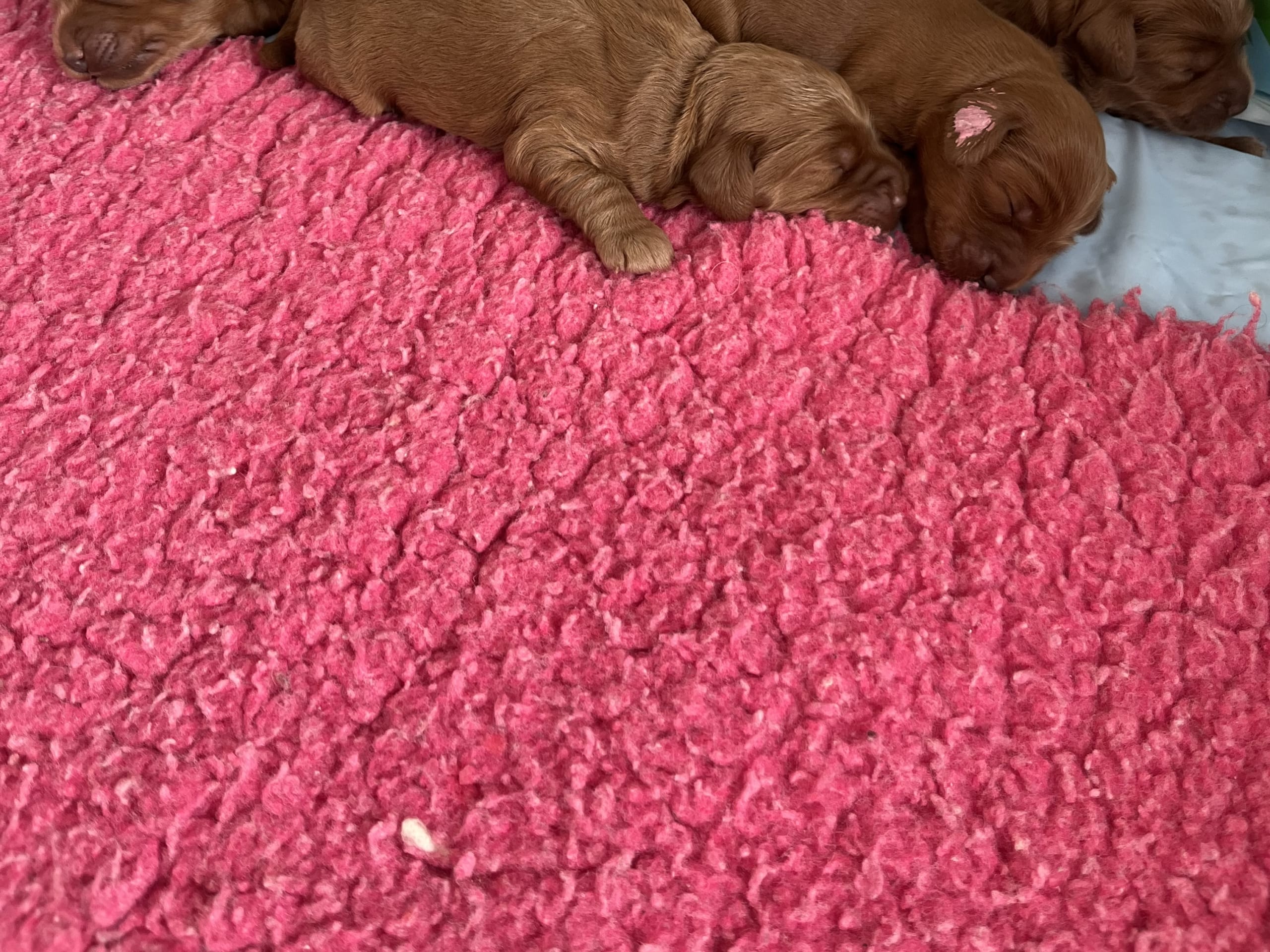 Mulltigenerations Labradoodle · 2026-02-23 · Höör · Estersdoodlar