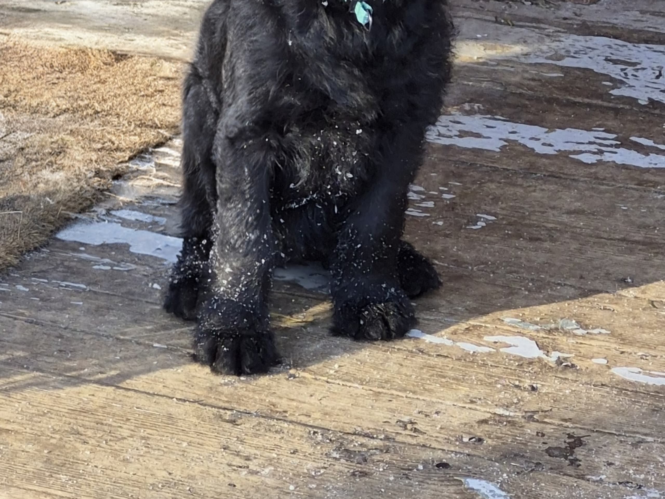 Labradoodle · 2025-12-09 · Kopparberg · Karin L.