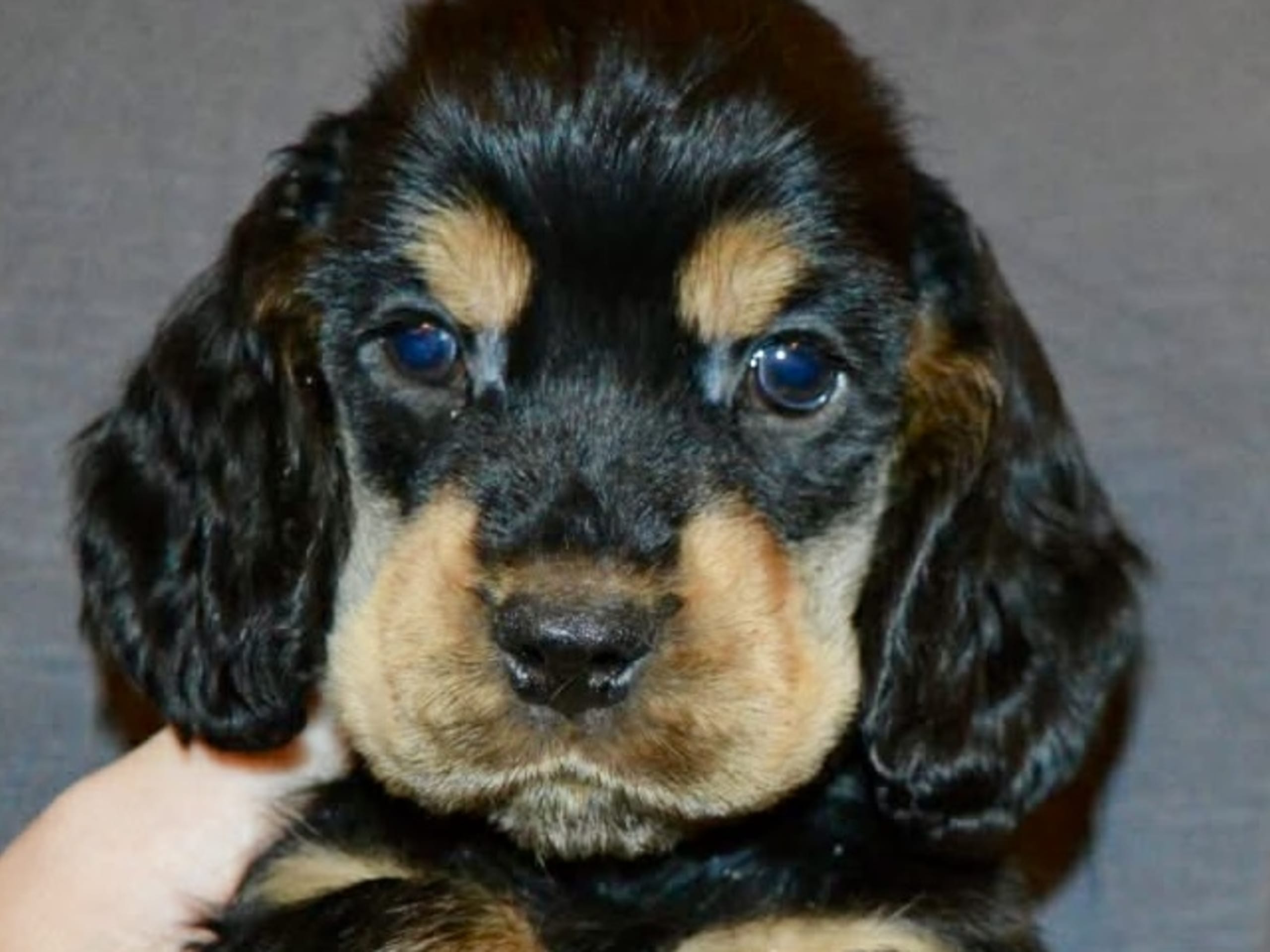 Cocker spaniel