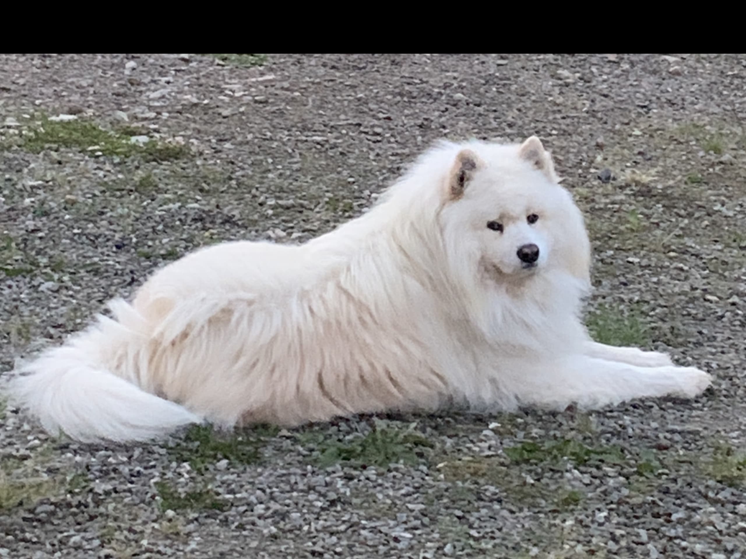 Samojedhund