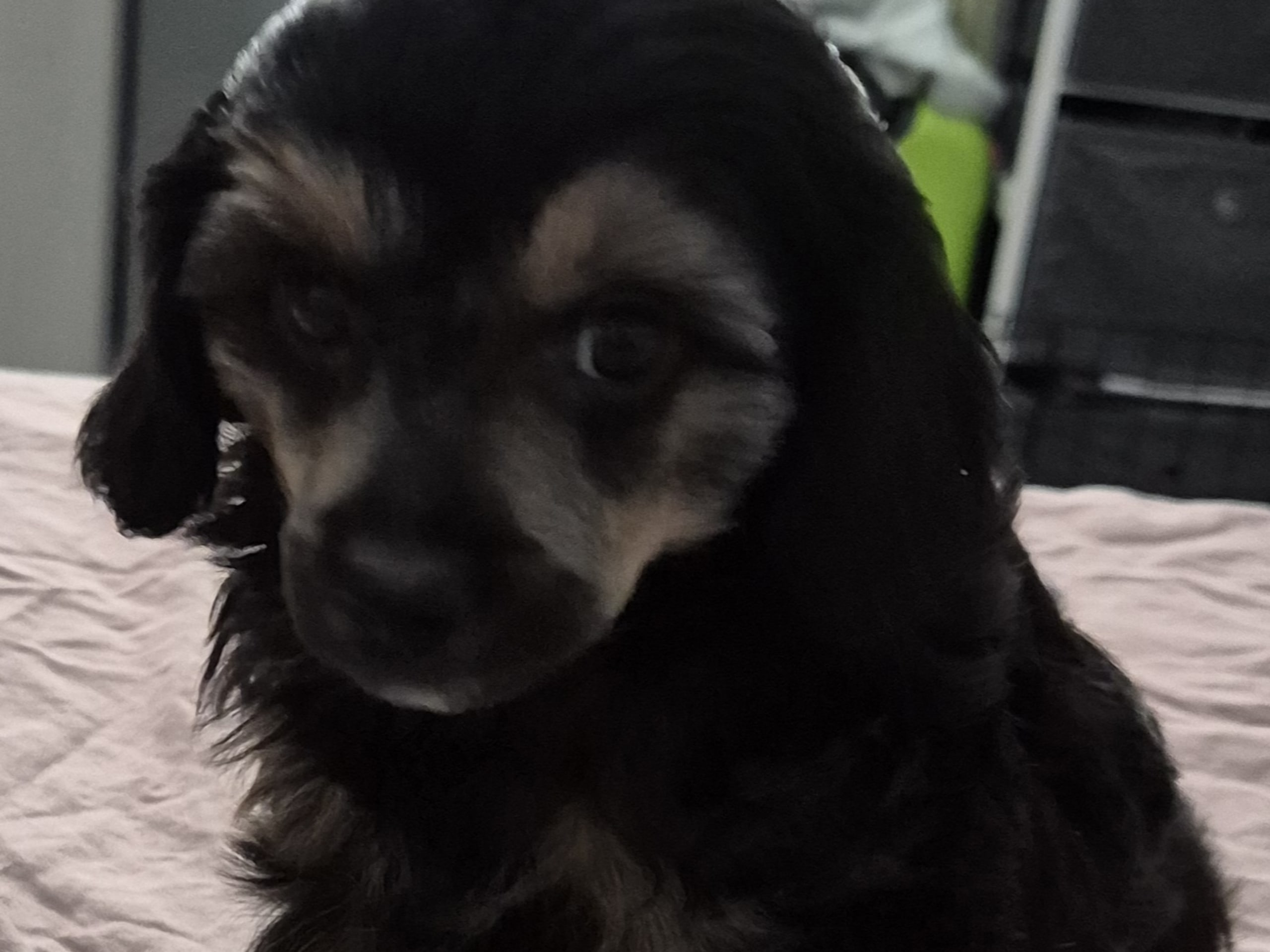 Cresterpoo · 2025-12-12 · Vara · Viktoria S.