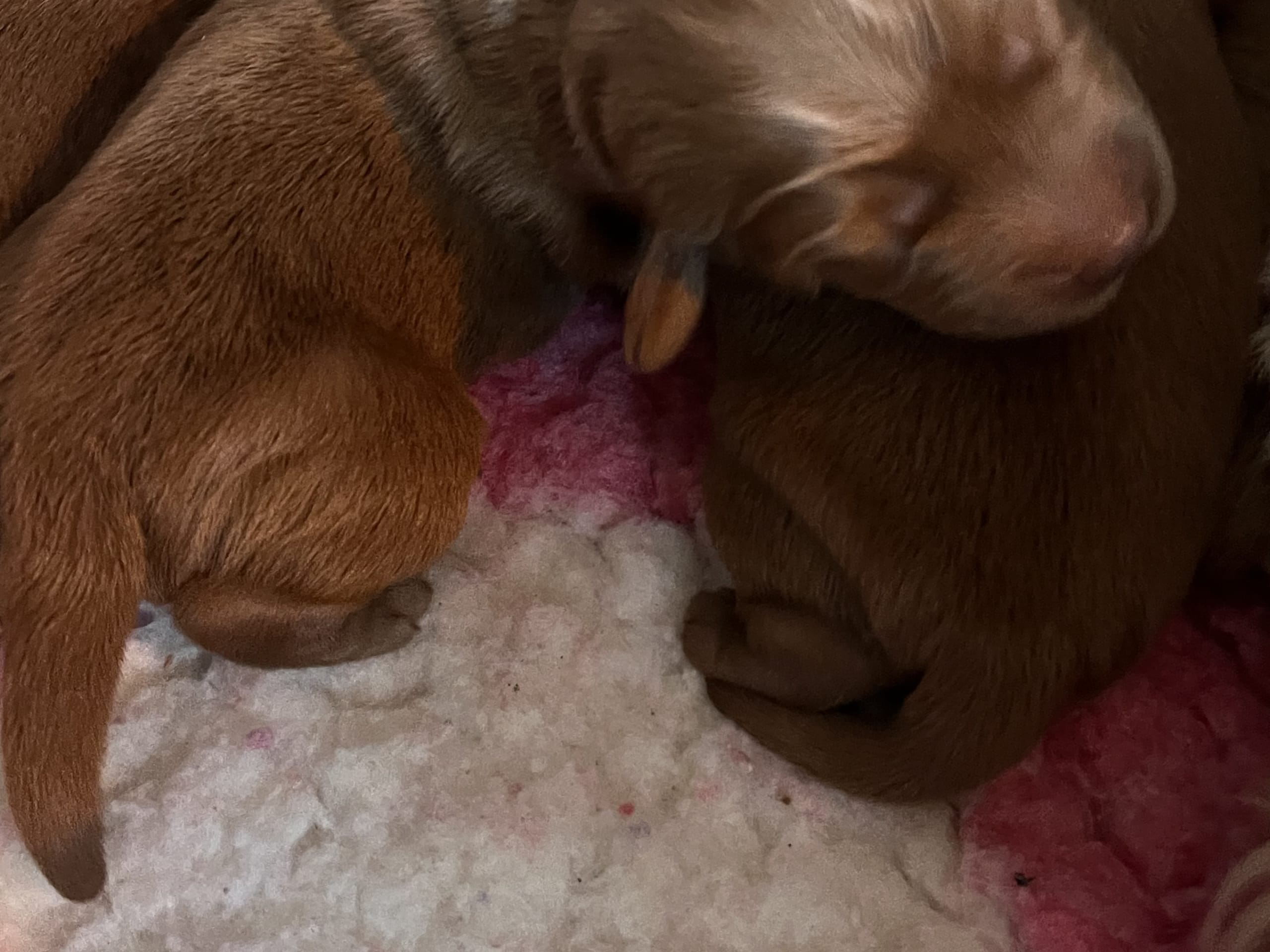 Mulltigenerations Labradoodle · 2026-02-23 · Höör · Estersdoodlar