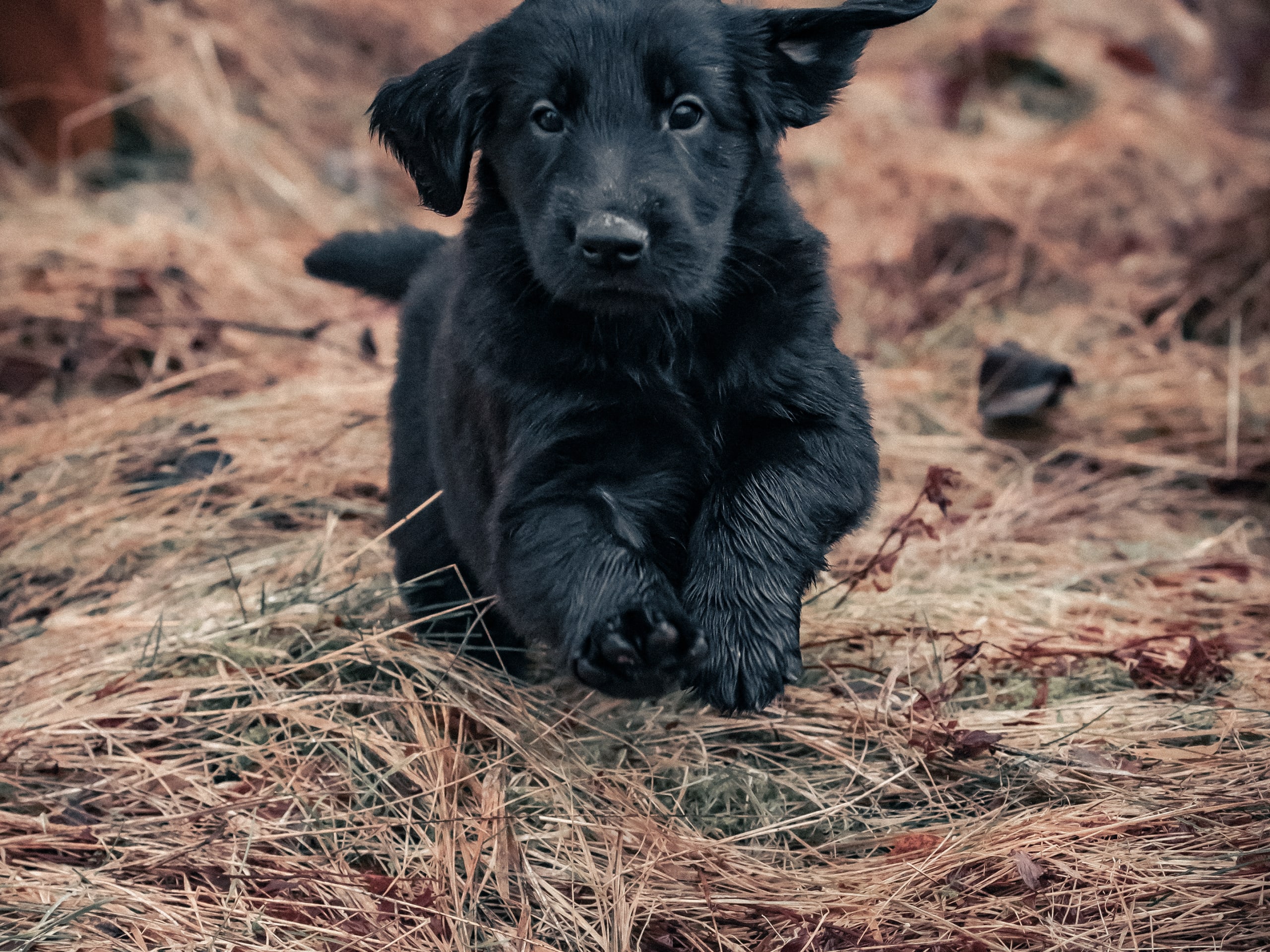 Flatcoated retriever