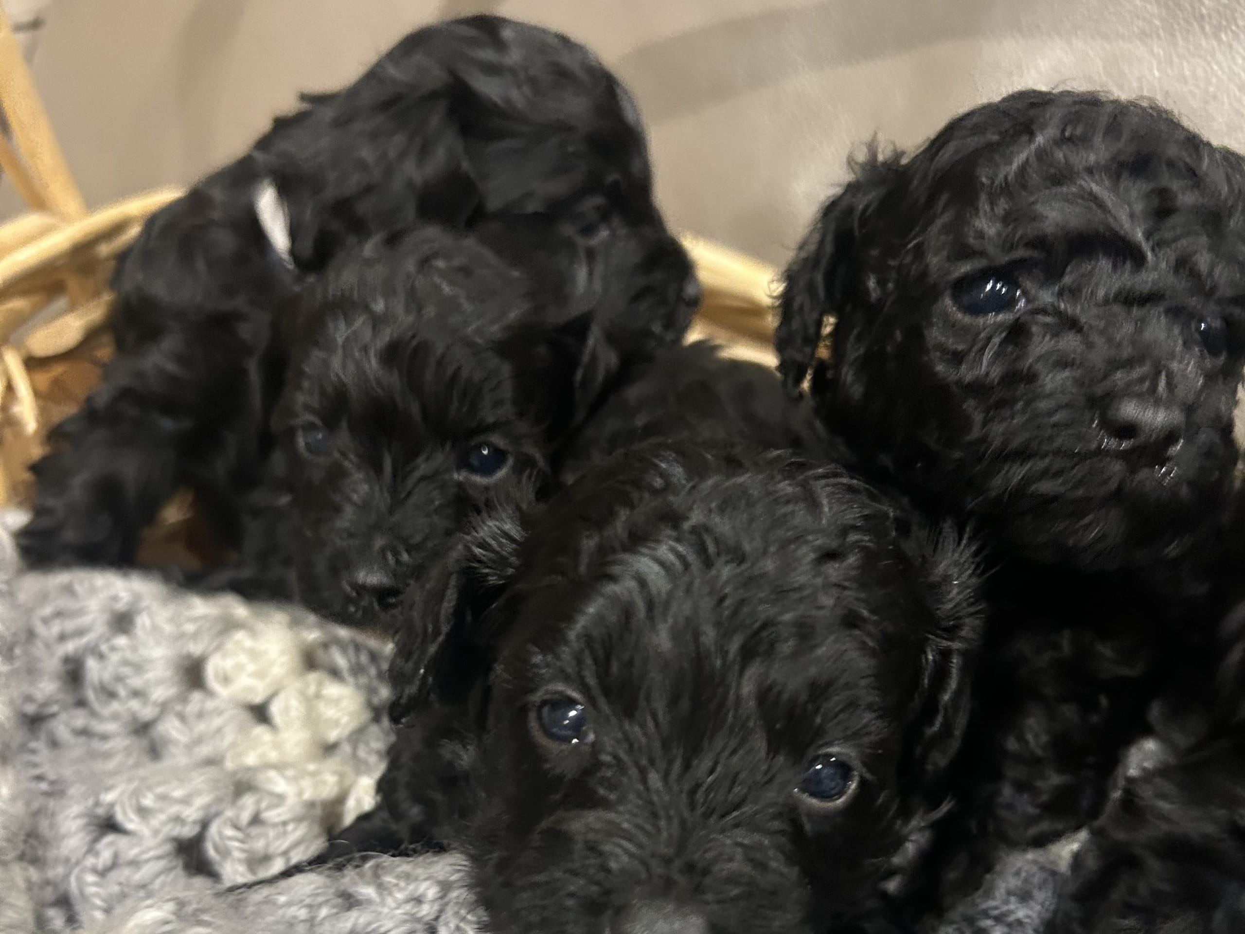 Maltipoo · 2025-12-20 · Finspång · Daniel A.