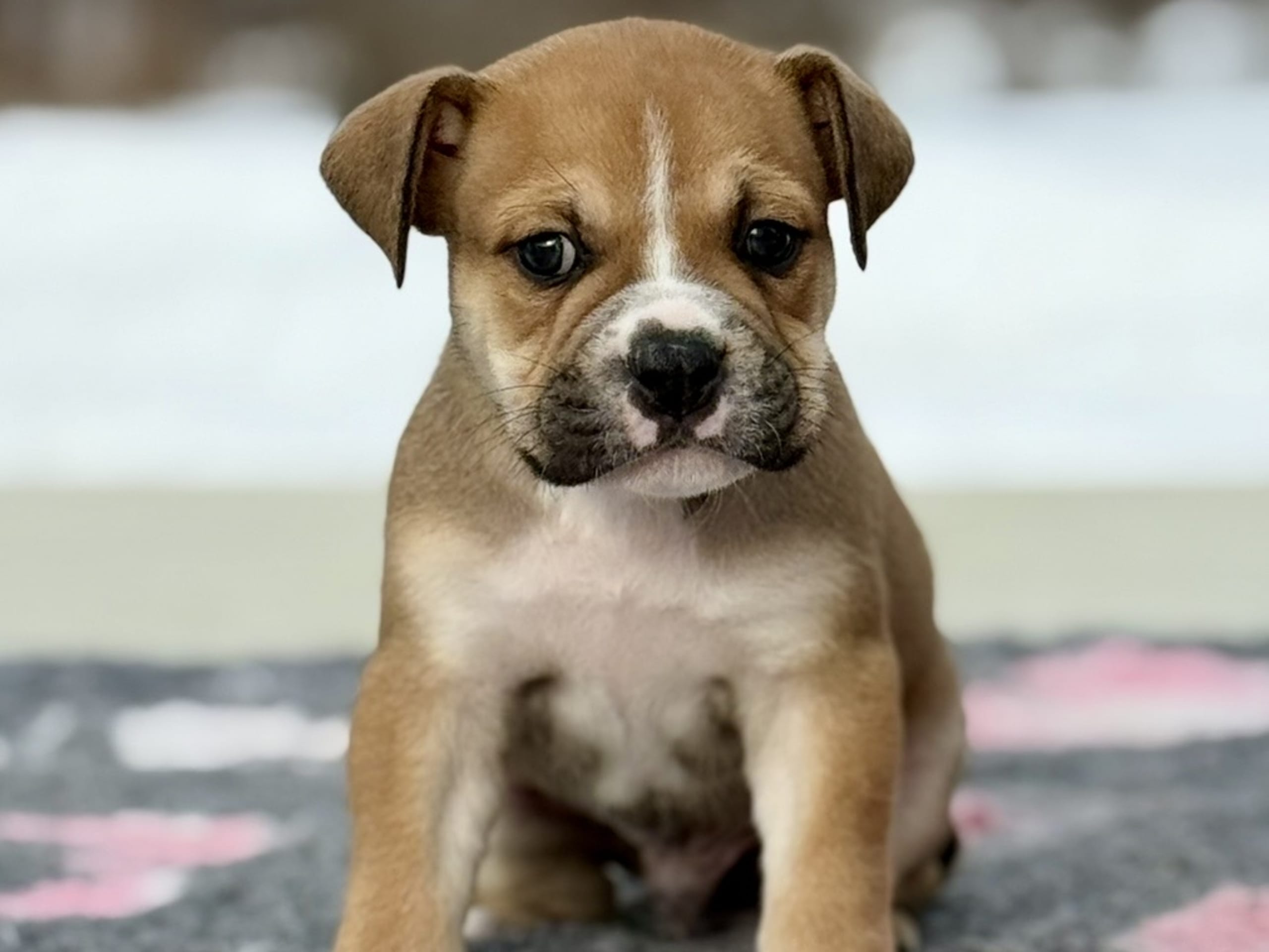 Continental Bulldog · 2026-02-08 · Boden · Bayogoulas