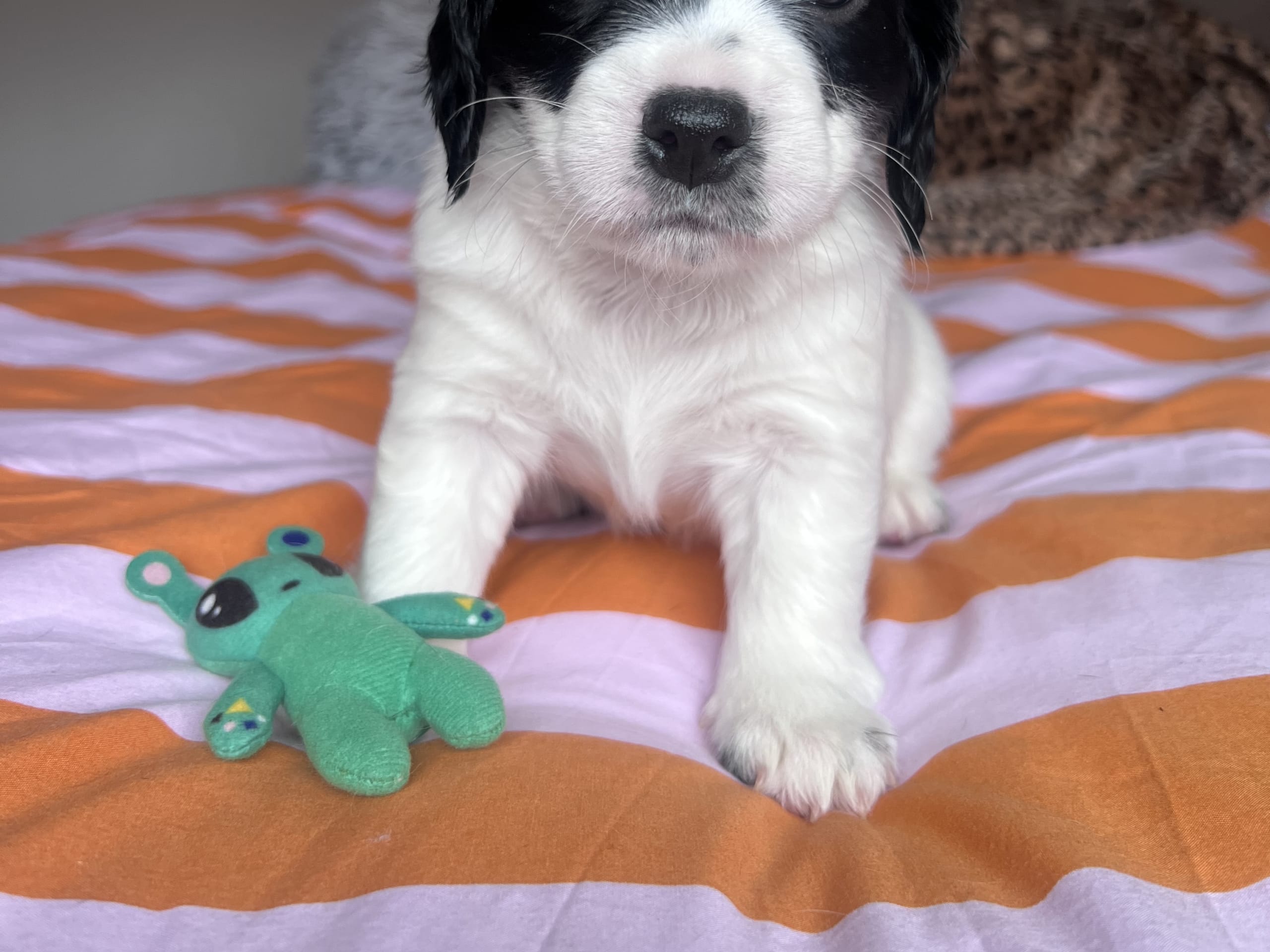 Cocker Jack · 2026-02-03 · Motala · Elin F.