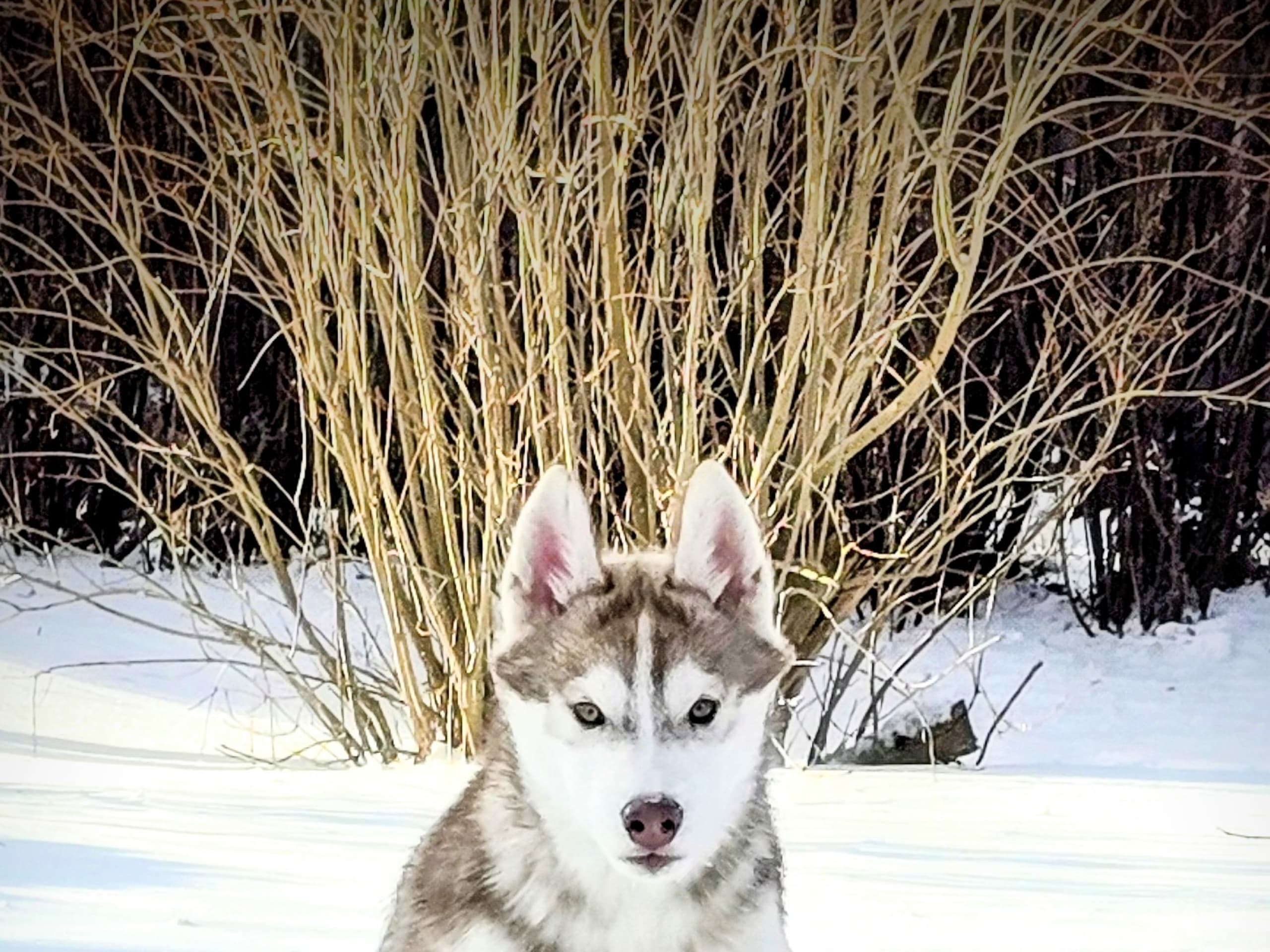 Siberian husky