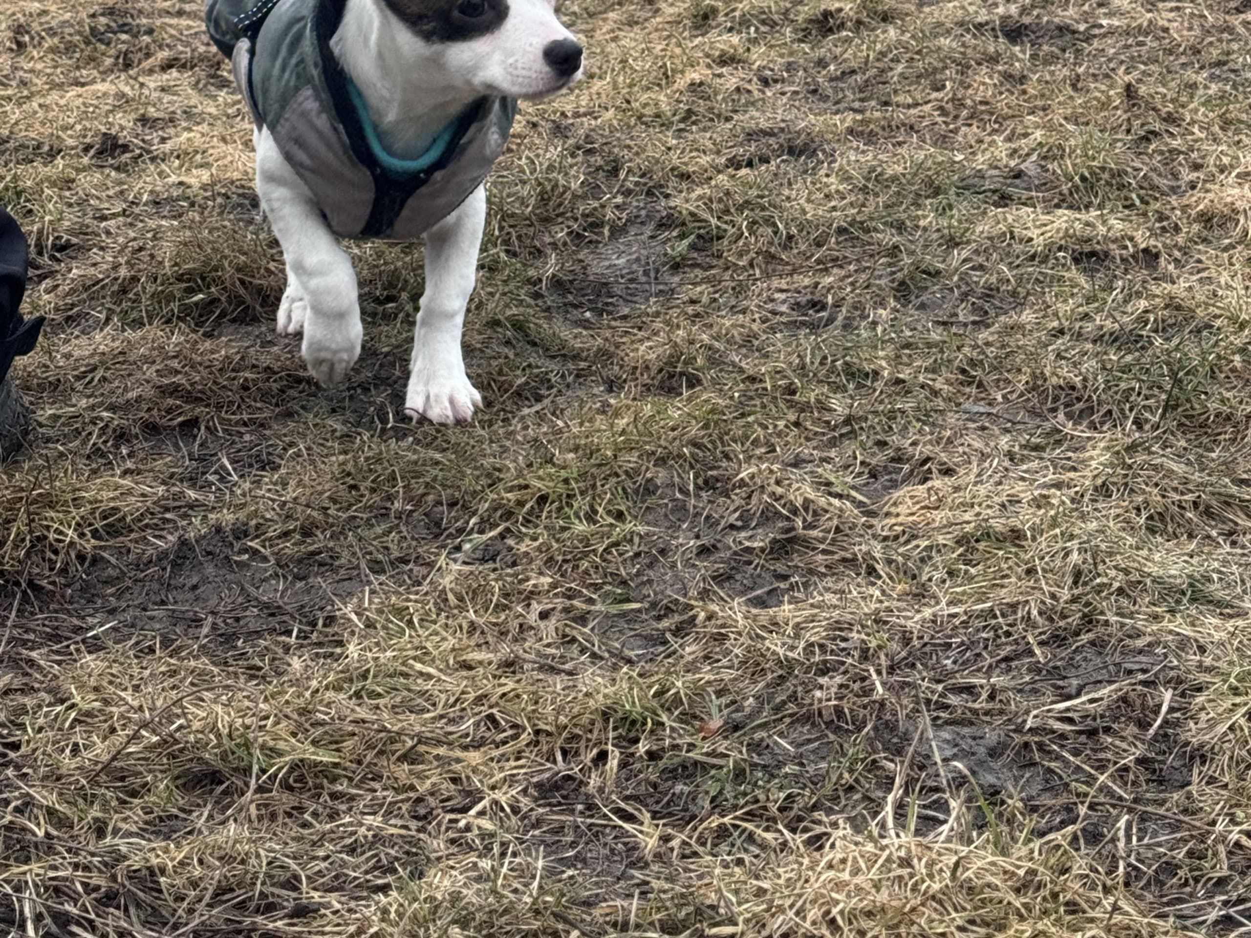 Chihuahua/Amrican bully · 2025-11-11 · Trosa · Anette S.