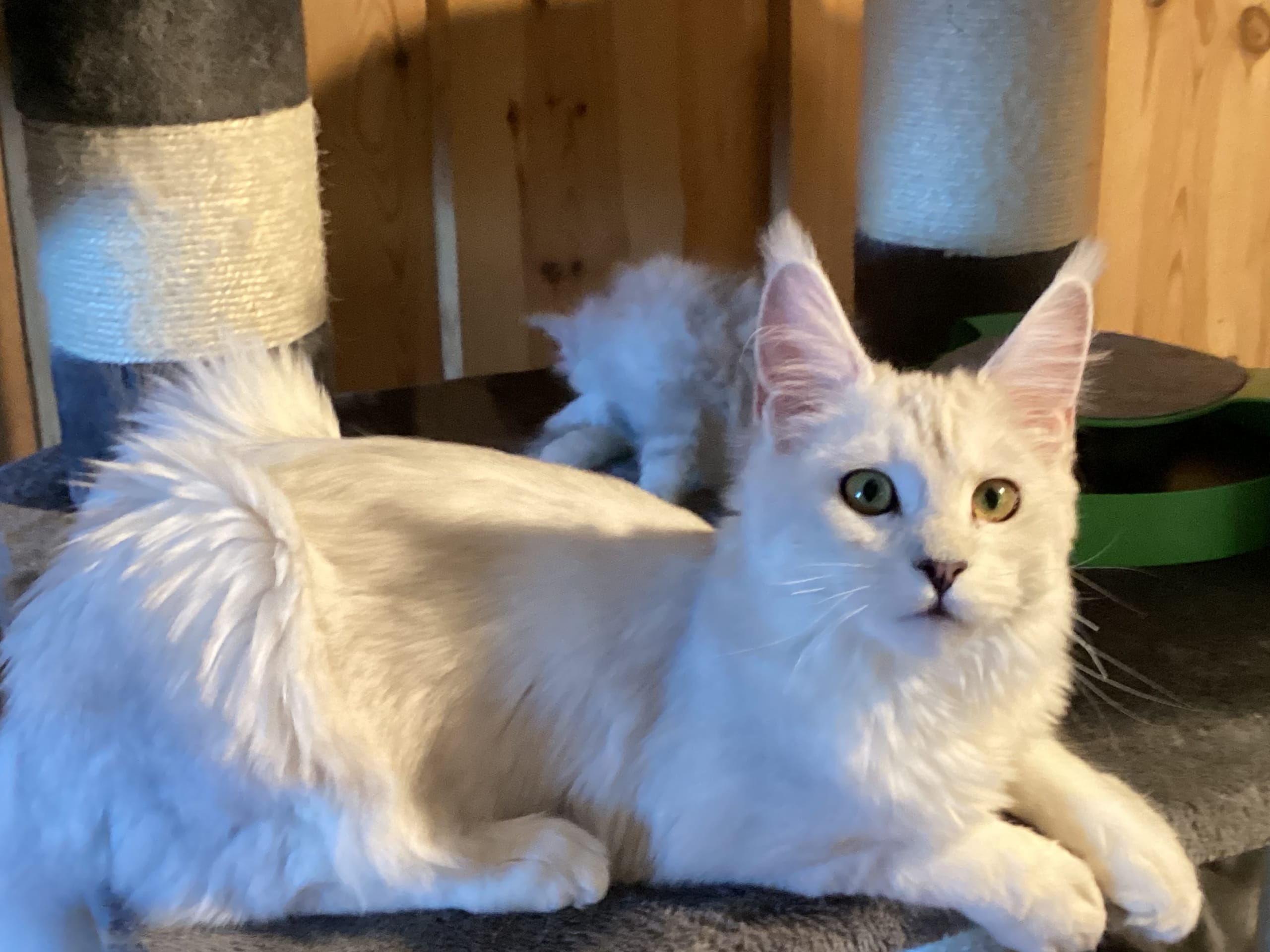 Maine Coon · 2026-02-10 · Kristiansand · NO* HavPerlen’s