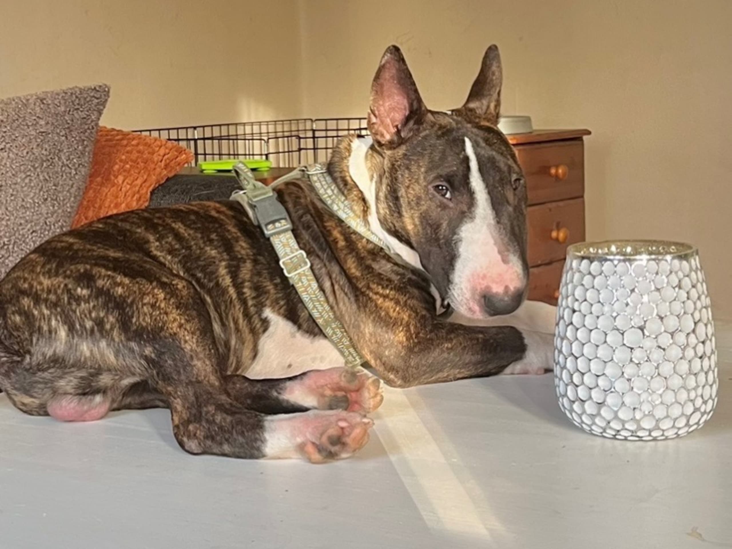 Miniatyrbullterrier