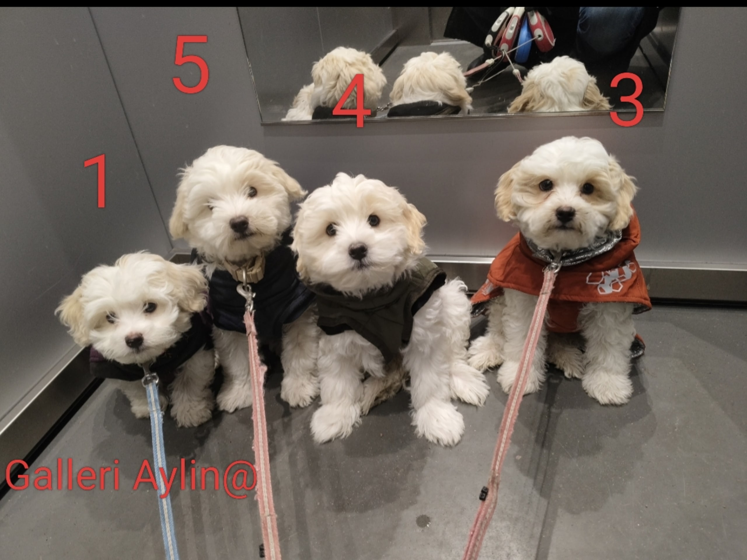 Maltipoo
