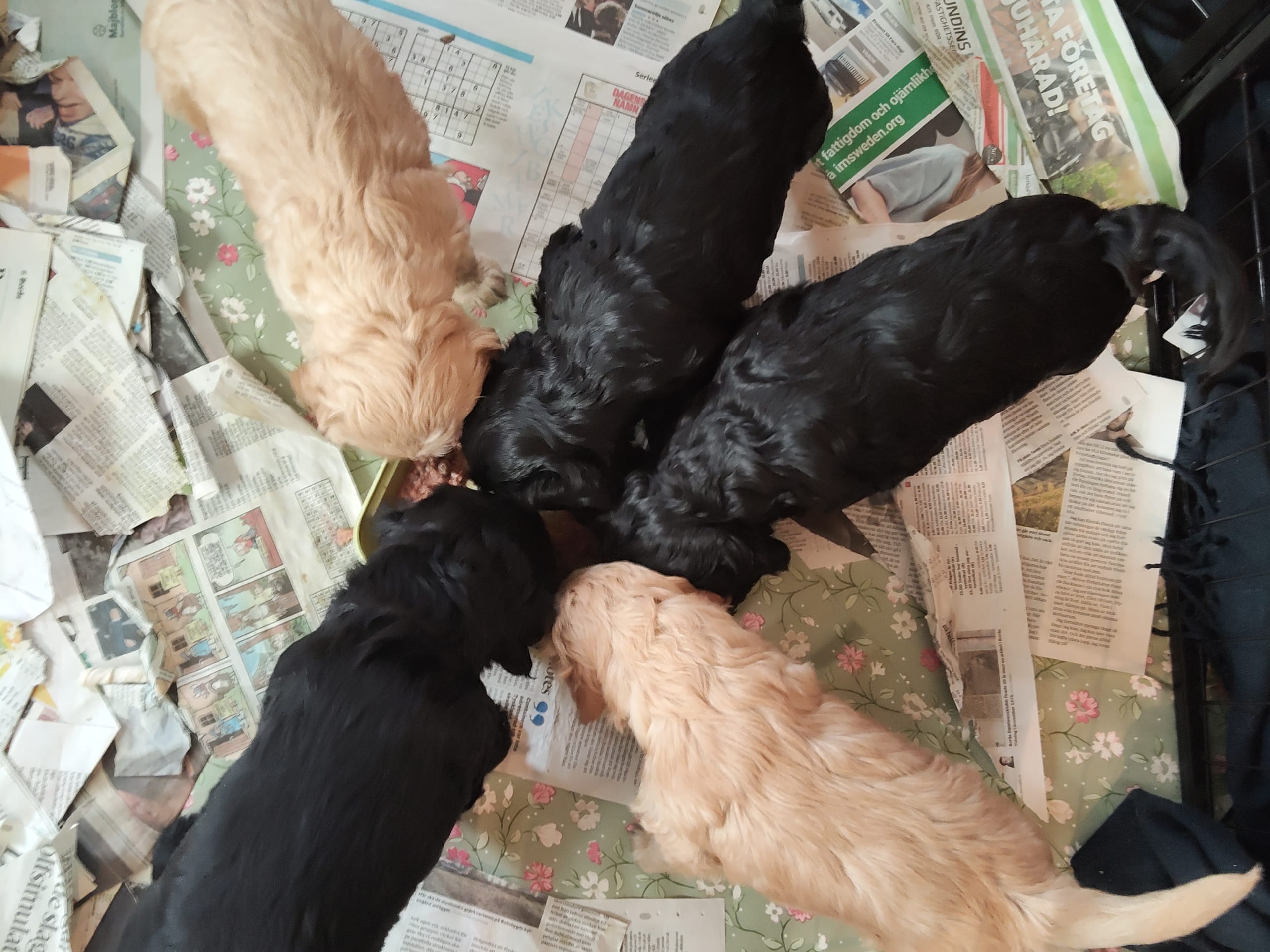 Cockerpoo · 2026-01-21 · äspered · Babsan hund och kattklipp , babsans cockerpoo