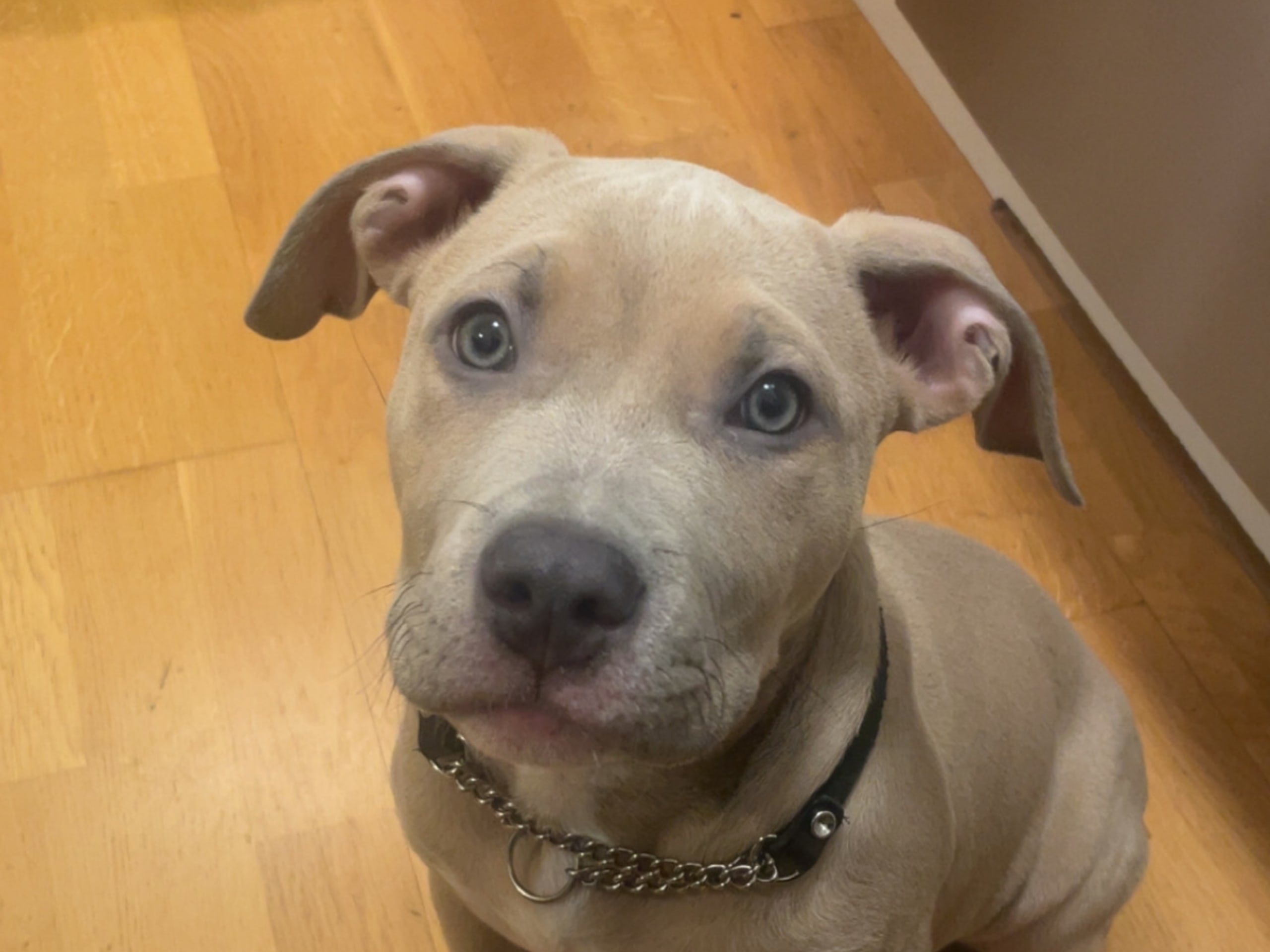 American staffordshire terrier