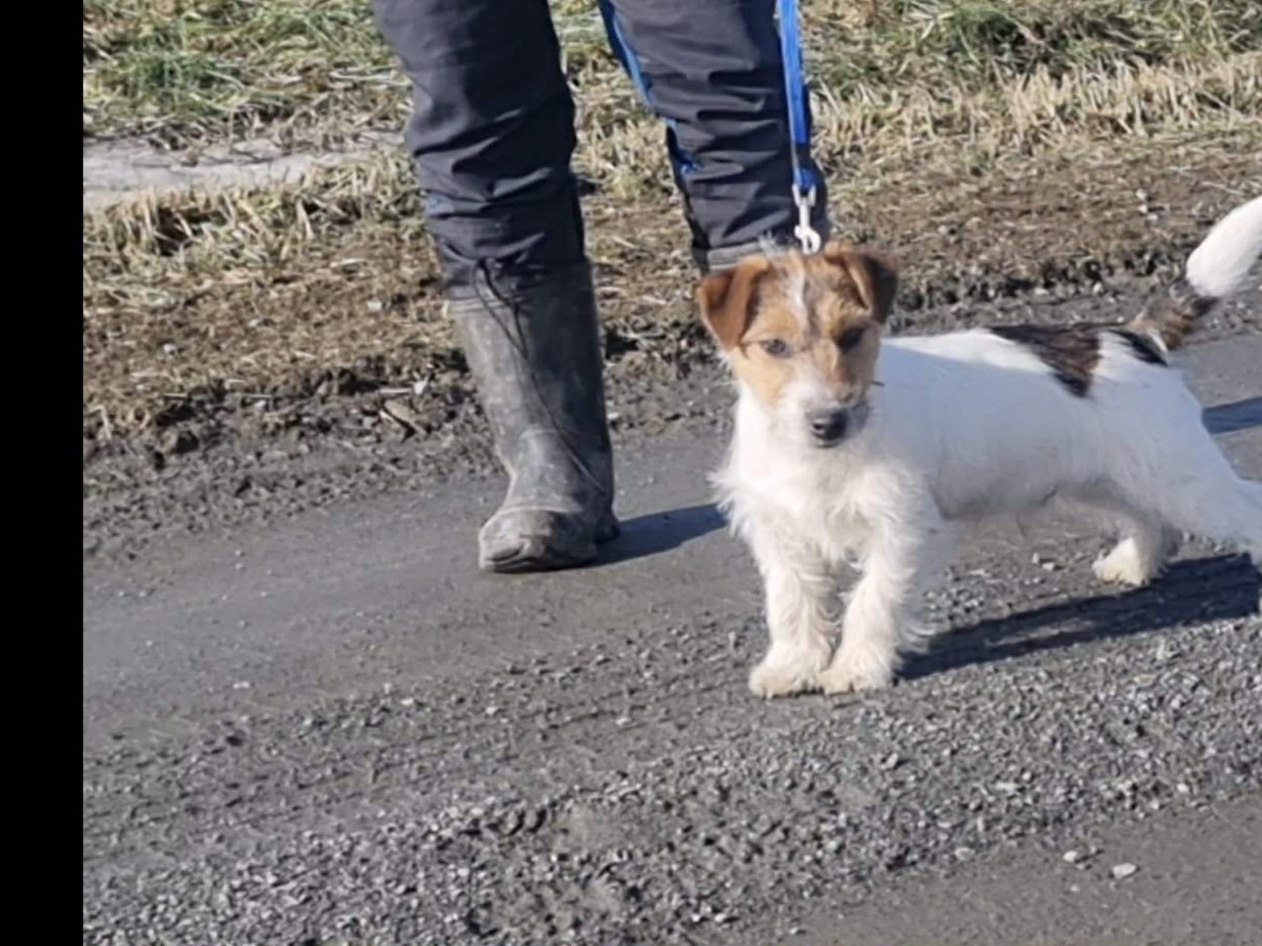 Jack russell terrier · 2025-09-09 · Onslunda · Laura C.
