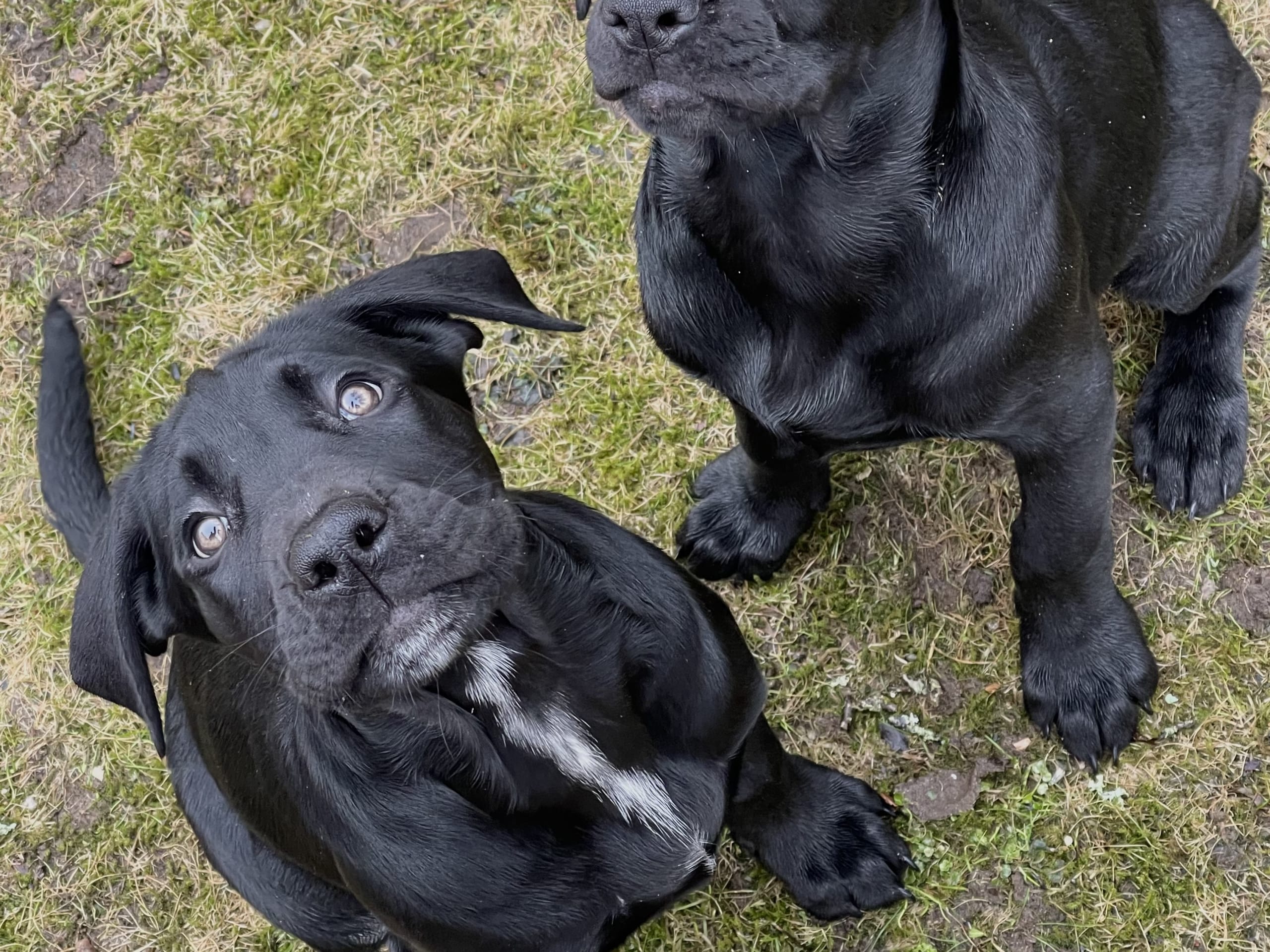 Blandras · 2025-12-07 · Frillesås · Weronika Z.