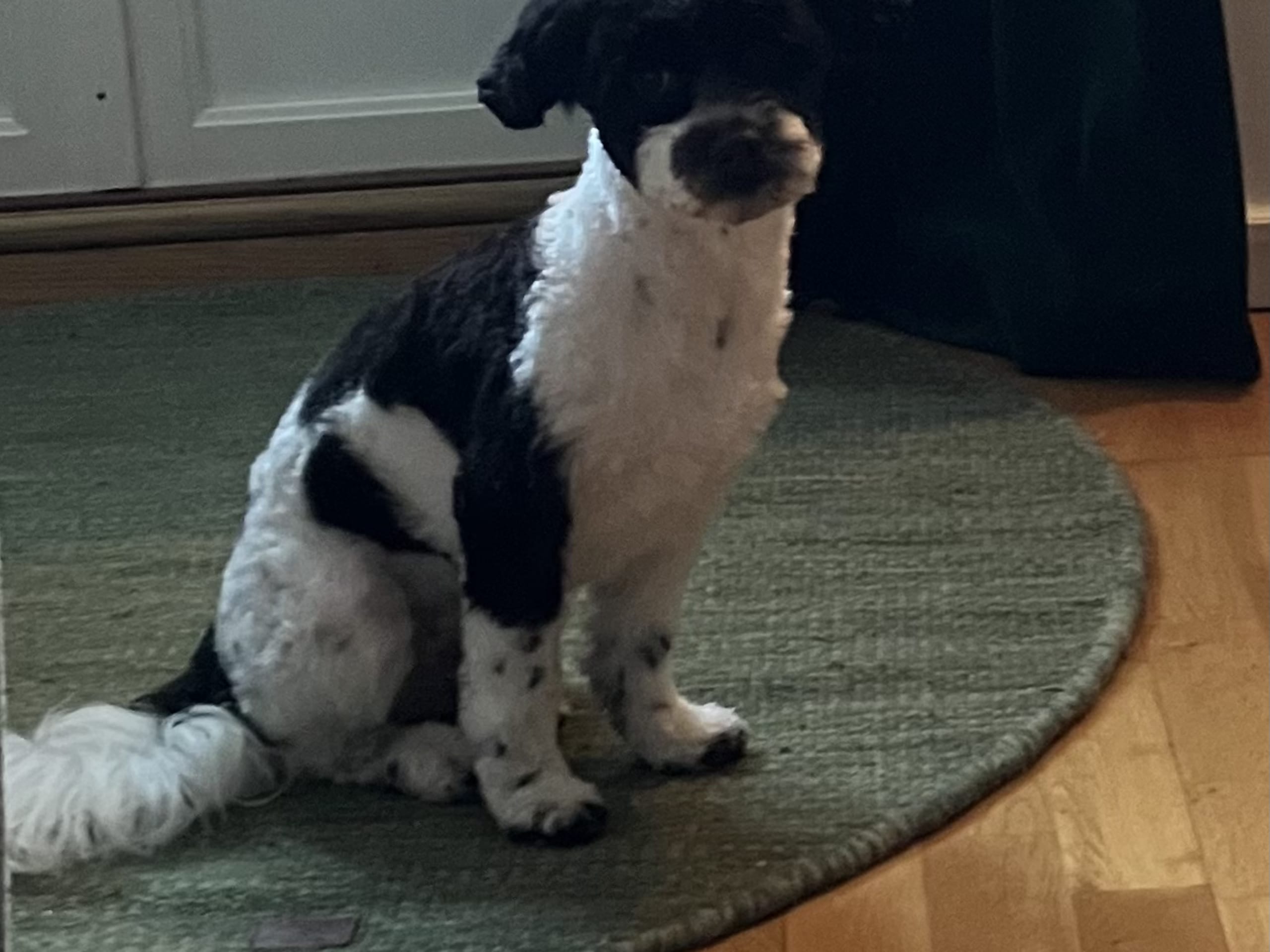 Hava Cava Poo · 2024-11-22 · Uppsala · Karin S.