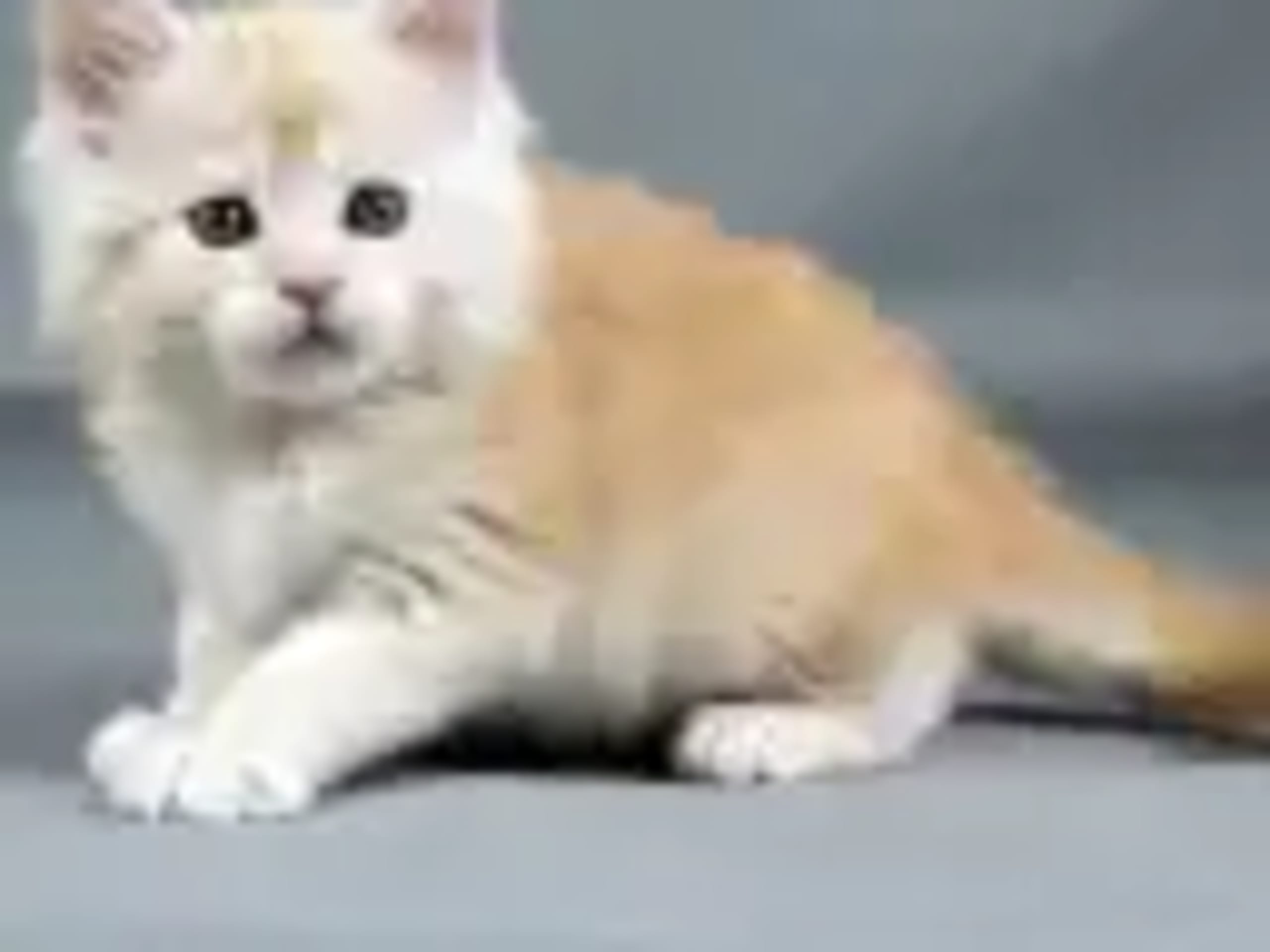 Maine Coon · 2026-01-16 · Västra Frölunda · Dagdrivarn