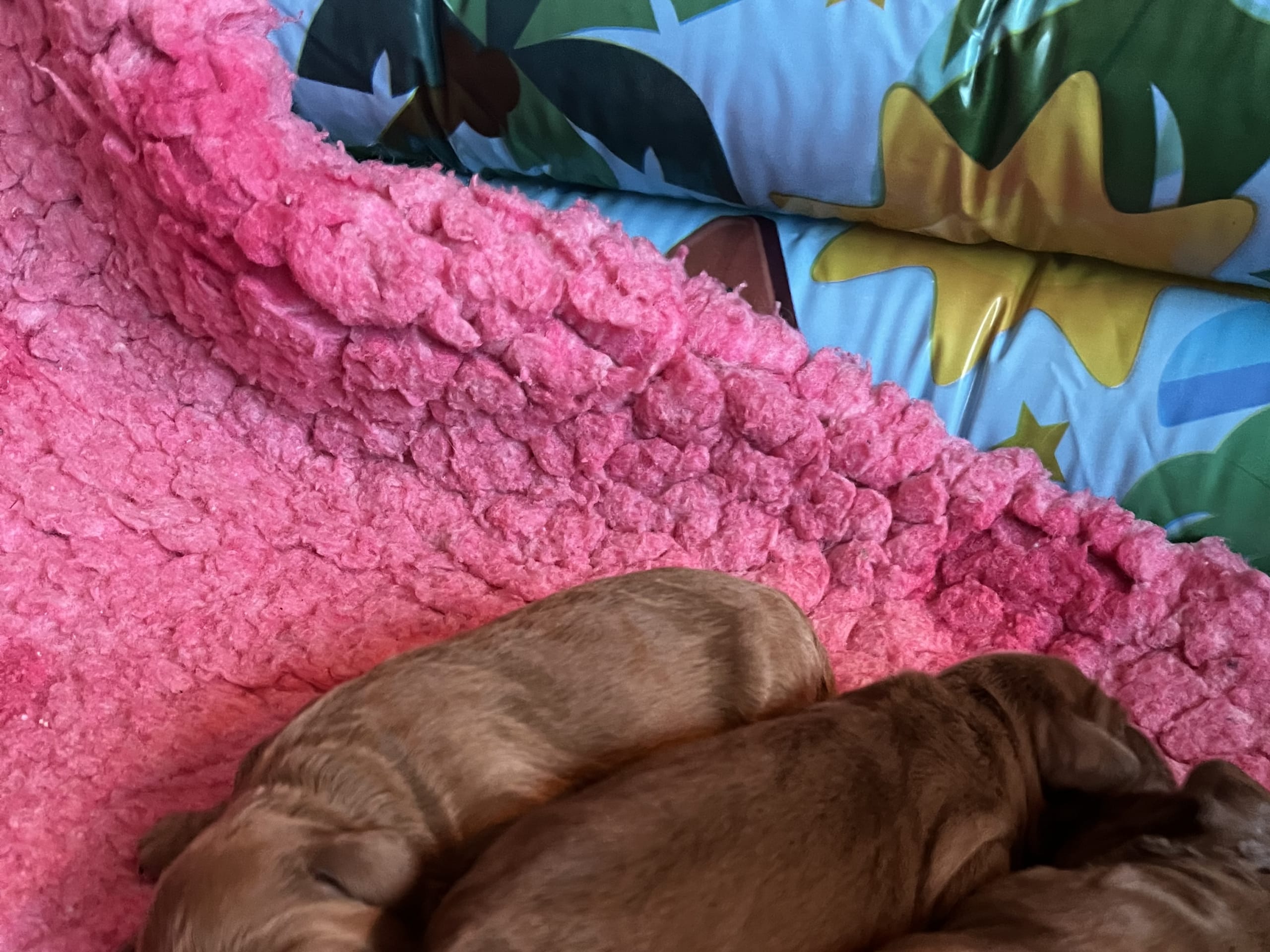 Mulltigenerations Labradoodle · 2026-02-23 · Höör · Estersdoodlar