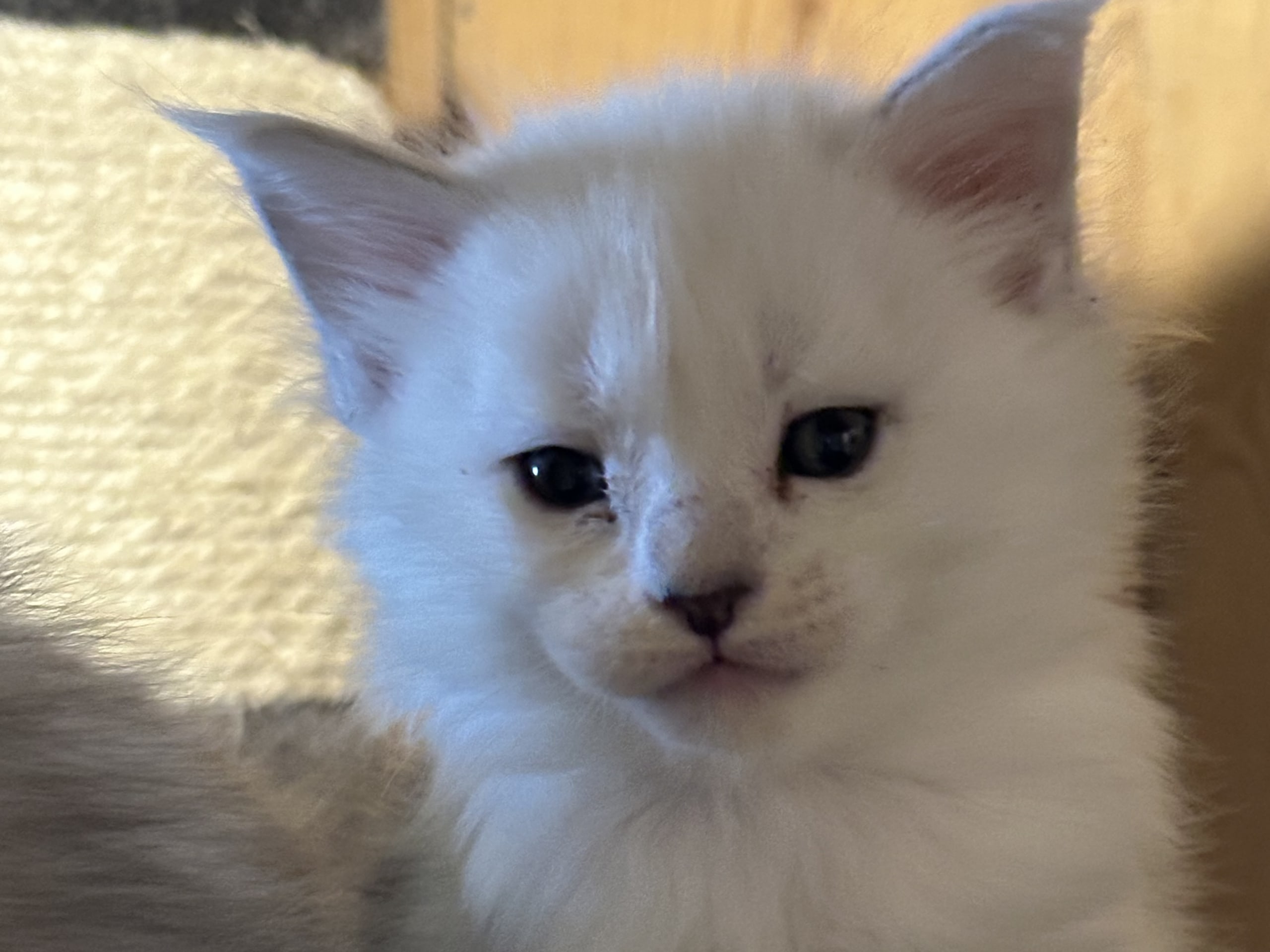 Maine Coon · 2026-02-10 · Kristiansand · NO* HavPerlen’s